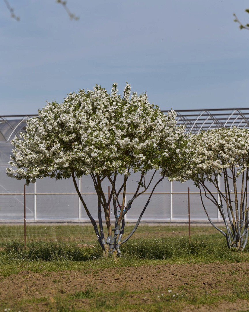 Malus ‘Evereste’ mit mehrstämmigem Wuchs, dichter Krone und zahlreichen weißen Blüten zwischen frischem grünem Laub.