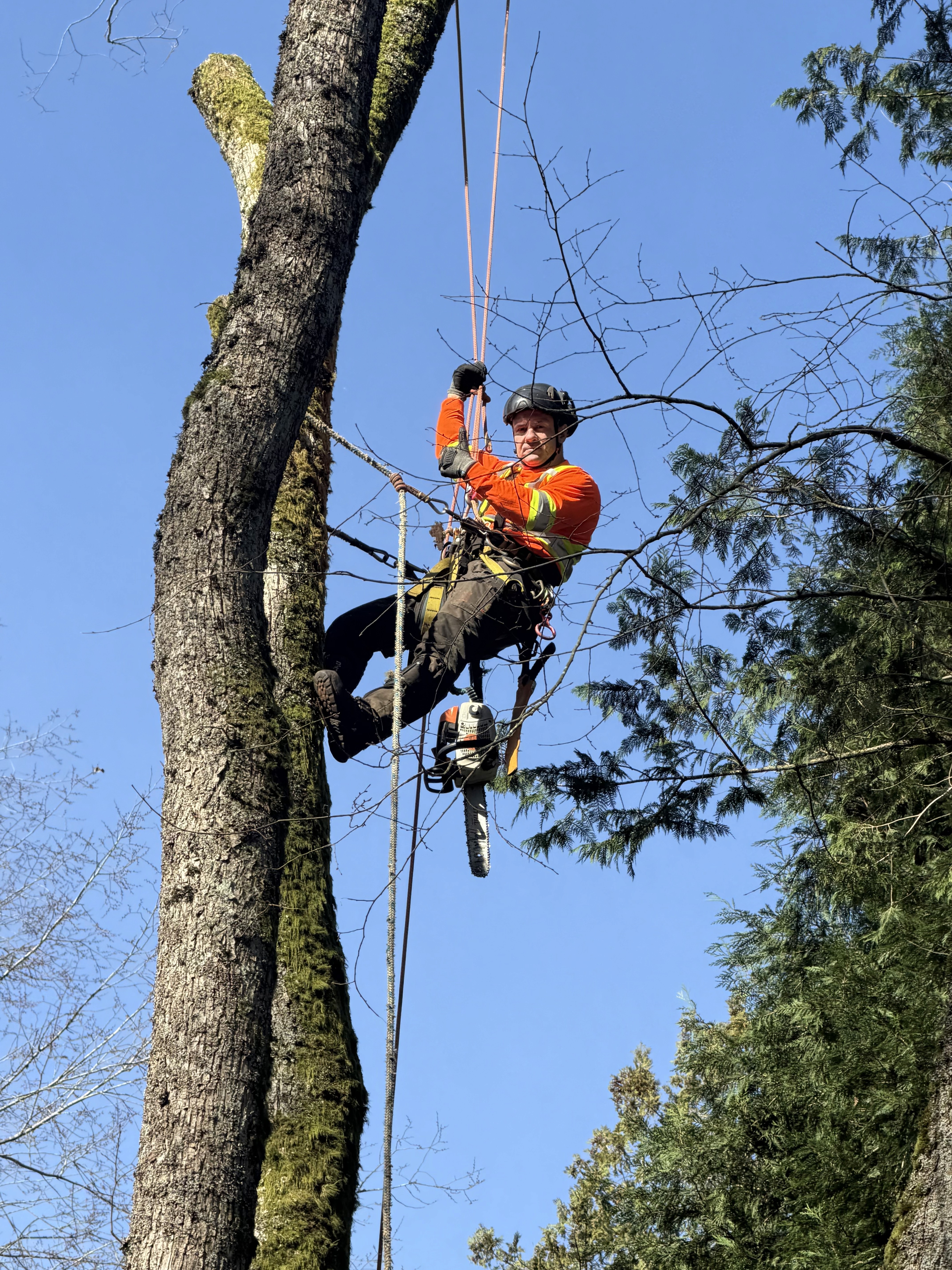 Man climbing tree with safety gear on