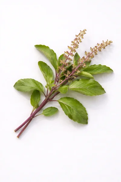 A sprig of HOLY BASIL LEAF with green leaves and small, light-colored flowers against a white background.