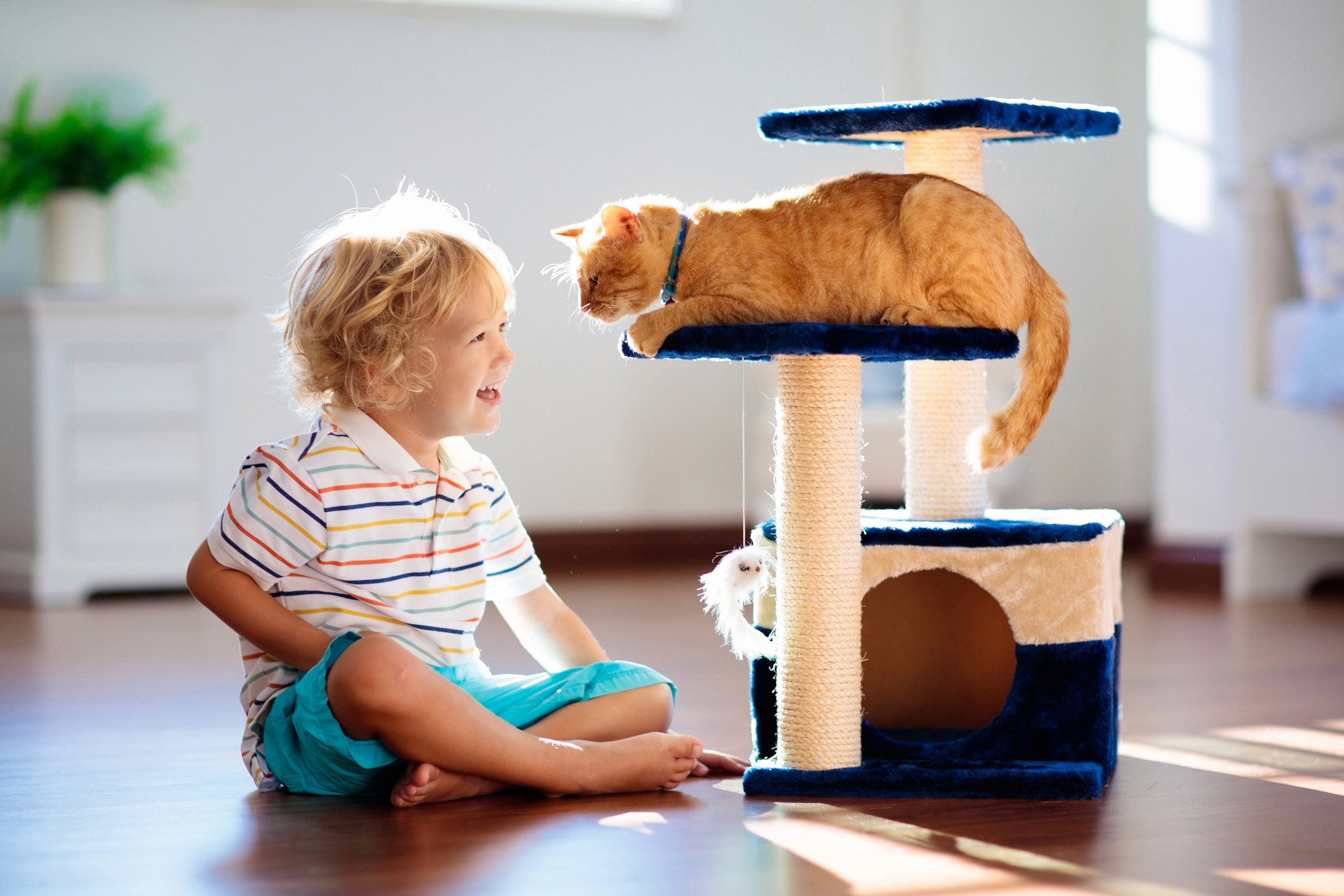 Cat and child inside