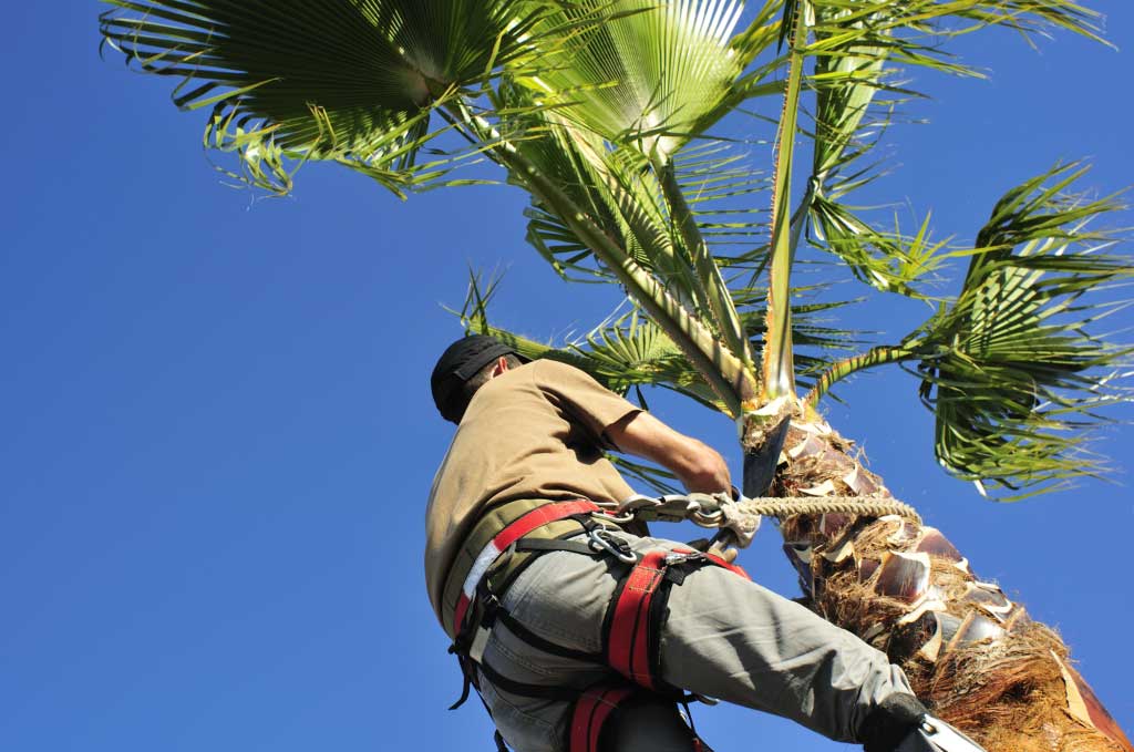 Palm tree removal