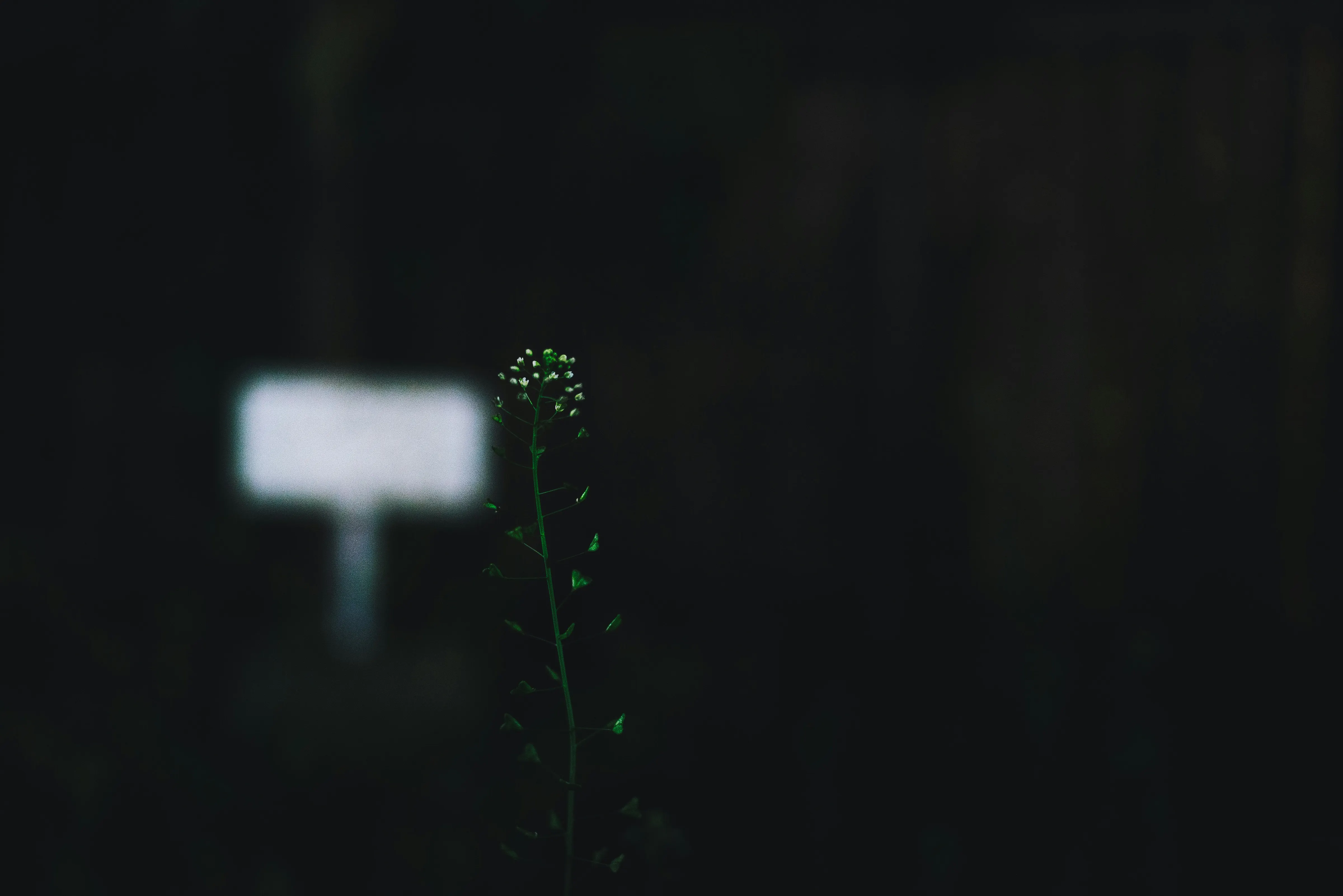 a close-up shot of a small, delicate plant with tiny white flowers in focus against a blurred backdrop