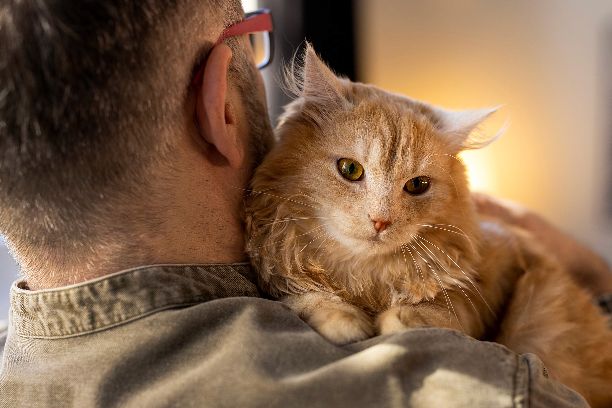 Fluffy orange cat resting on a man's shoulder, gazing softly into the distance with warm lighting in the background