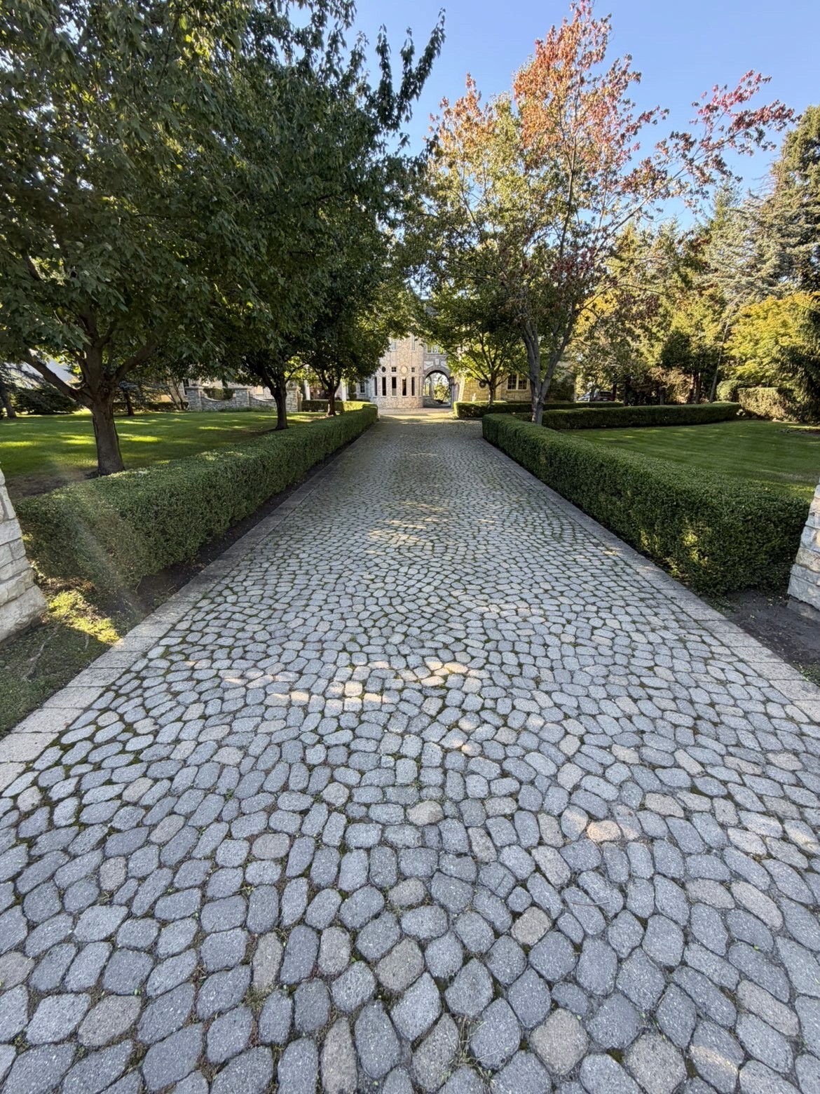 Completed formal driveway hedge rows