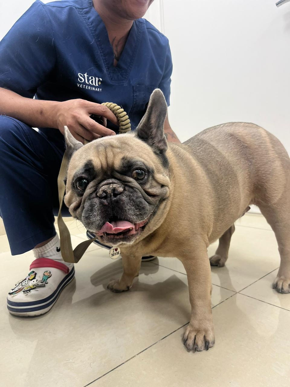A veterinarian in a blue shirt is carefully holding a dog before the checkup.