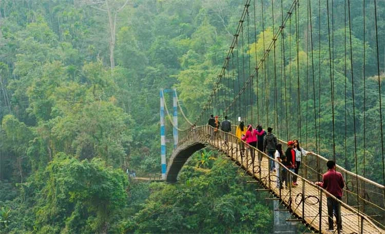 Suspension bridge over forest