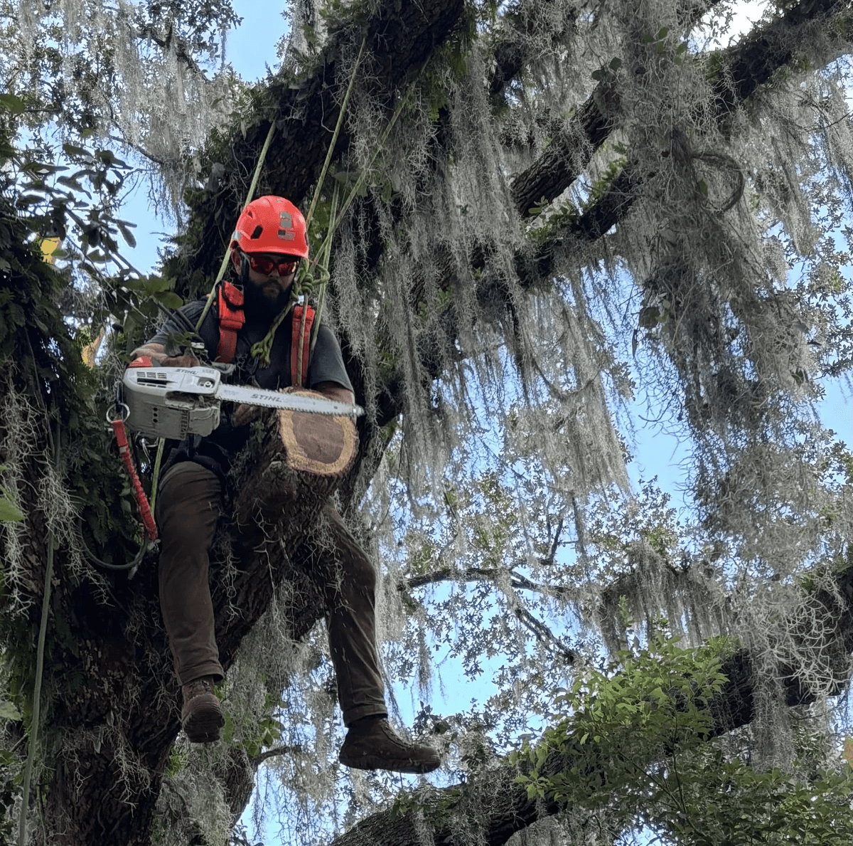 Quiet Neighborhood Tree Work