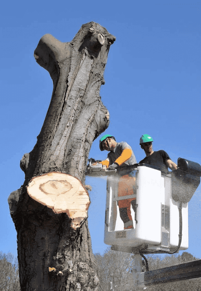 homme qui coupe arbre