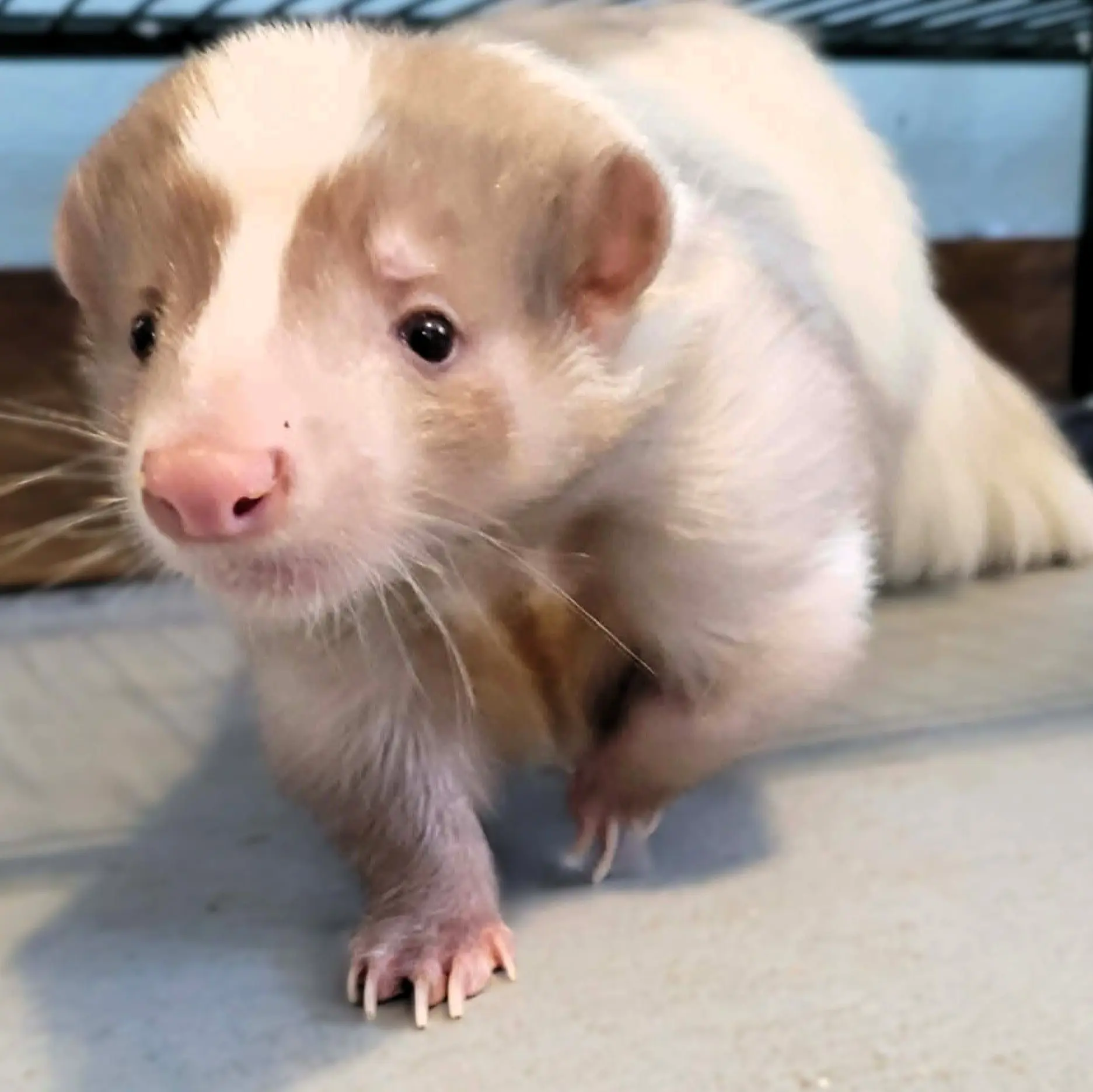 A curious ferret with white and brown fur explores indoors, its small paws stepping on a light gray surface, embodying the playful nature found in many homes in Bradenton, FL.