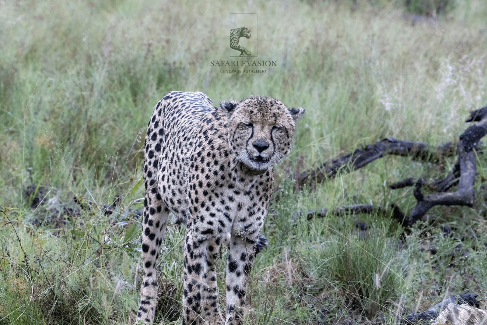 Guépard