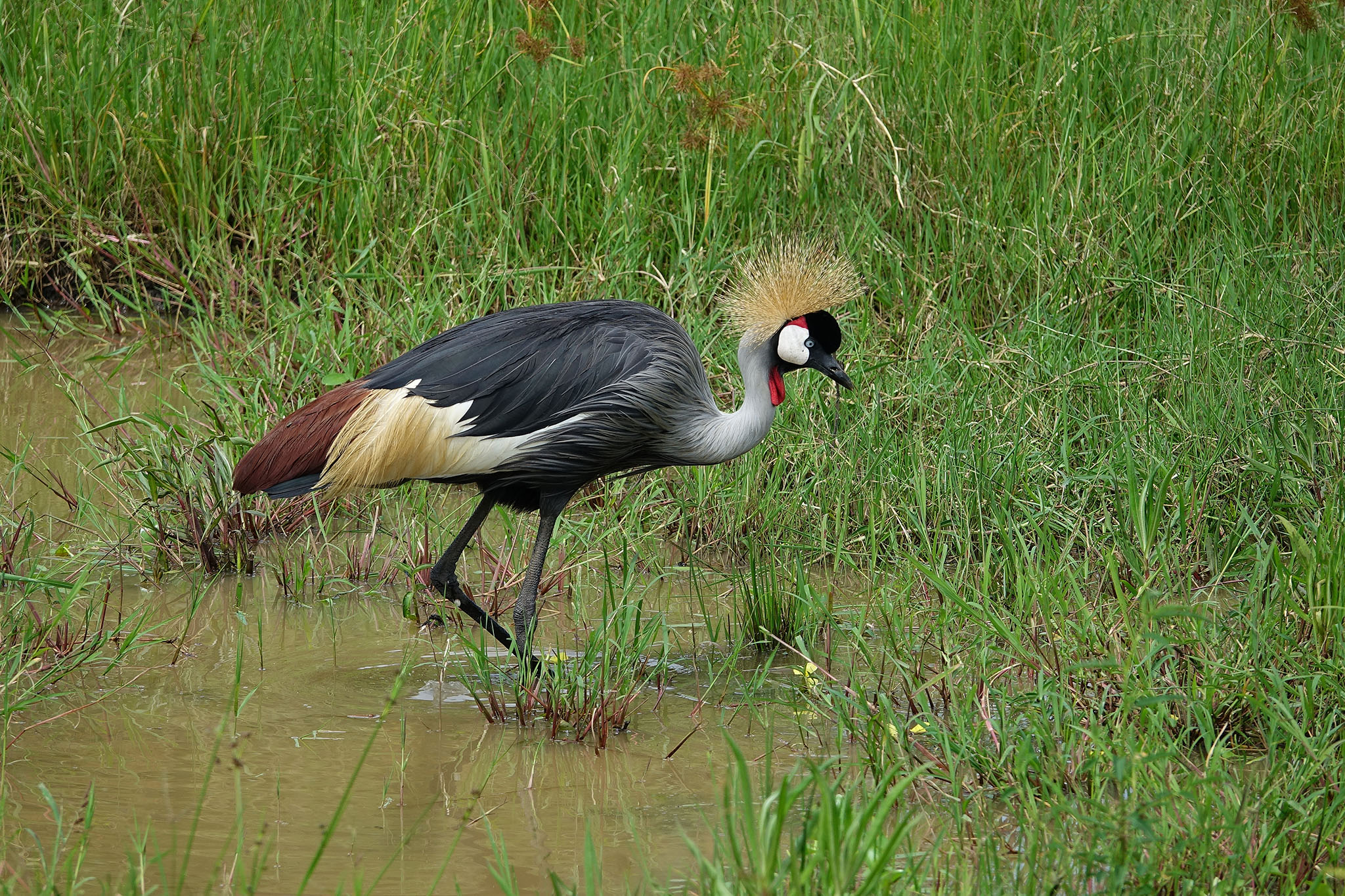grey crowned crane