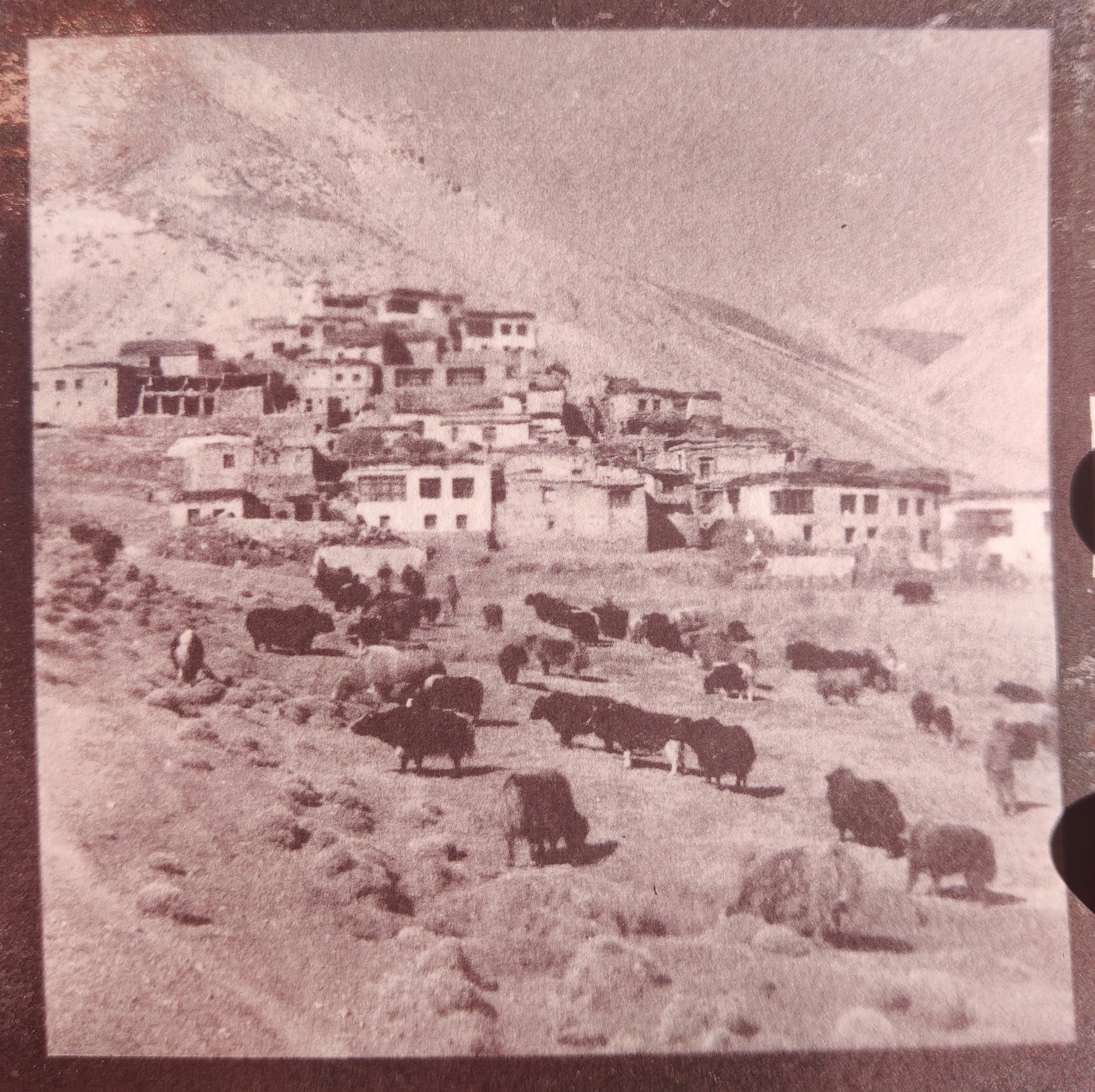 herd of sheep on road painting