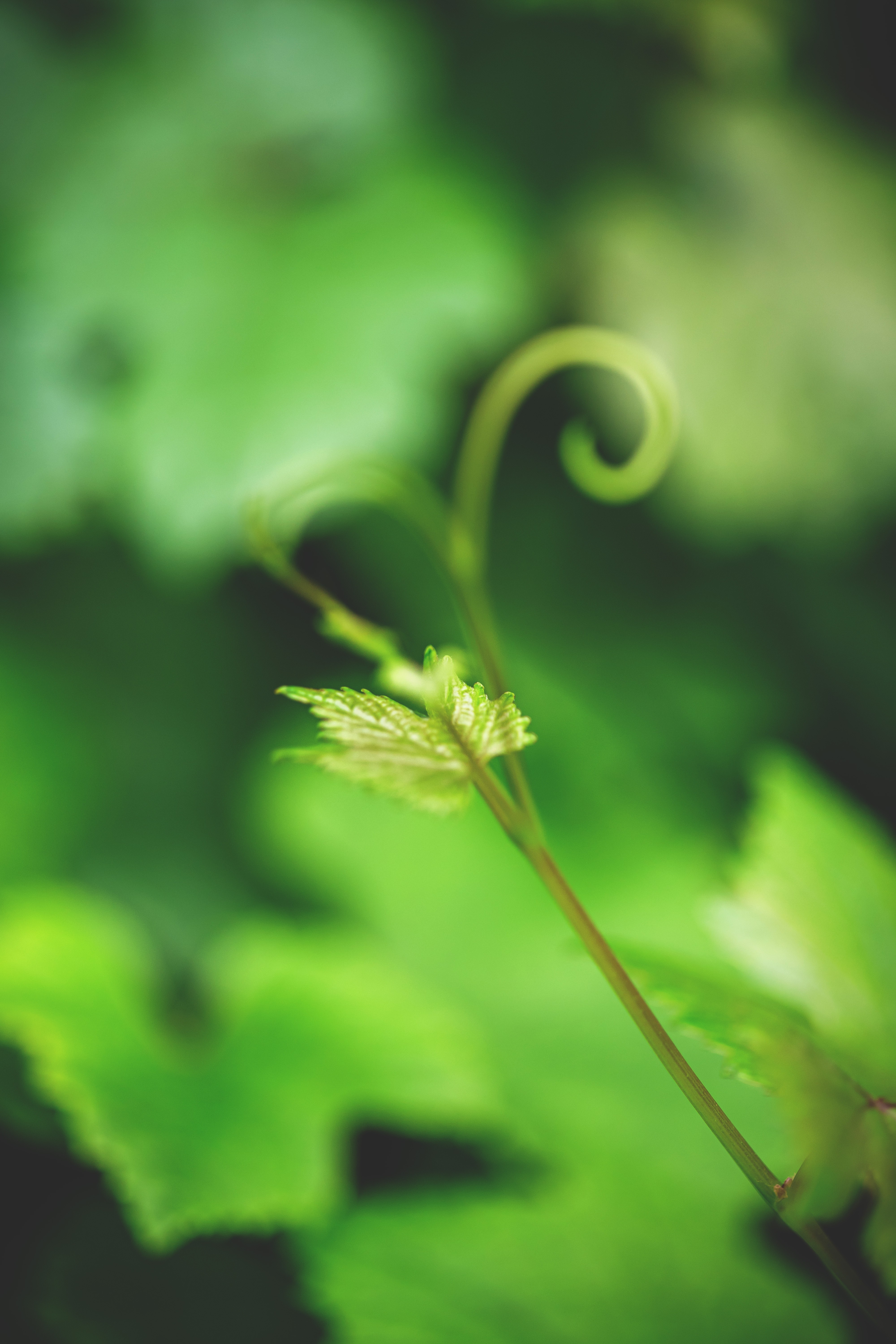 A smiling woman with her arms crossed, standing against a dark green background. She has long, dark hair.