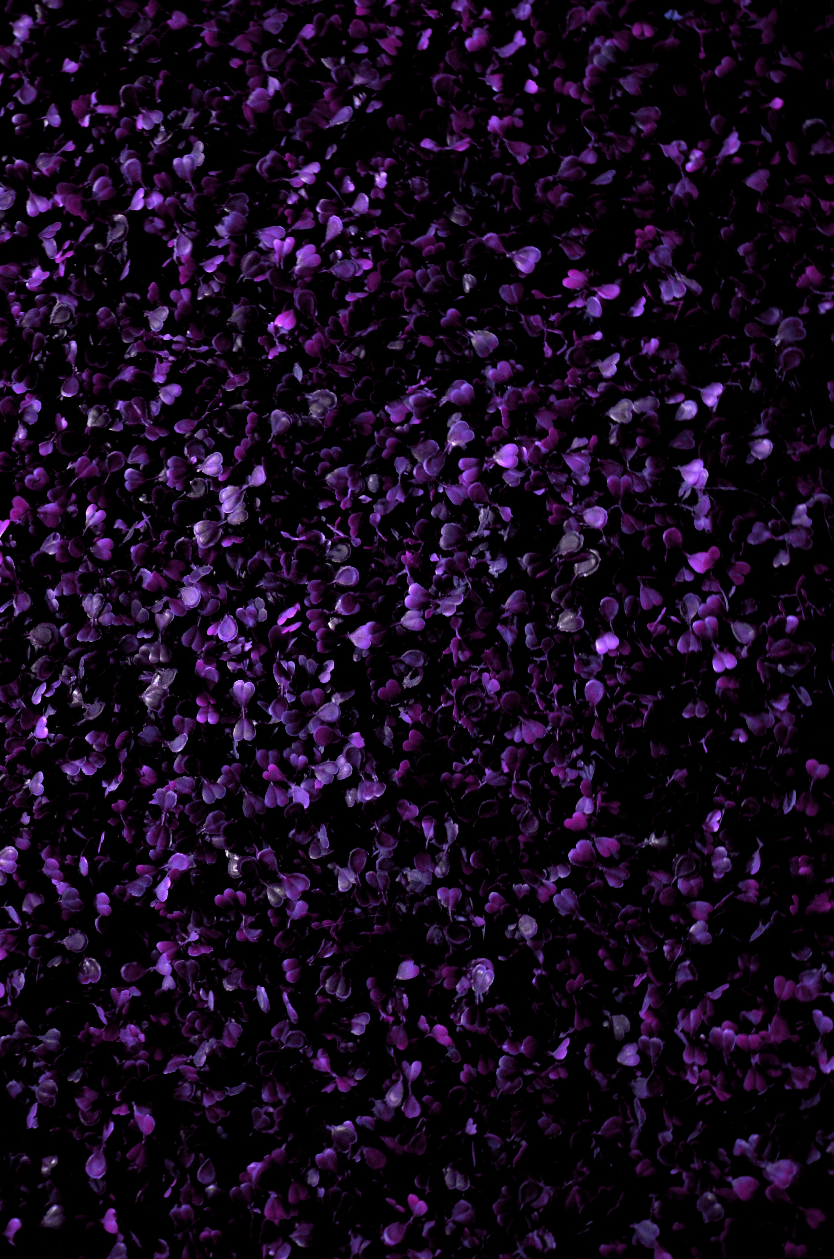 purple and white flower petals