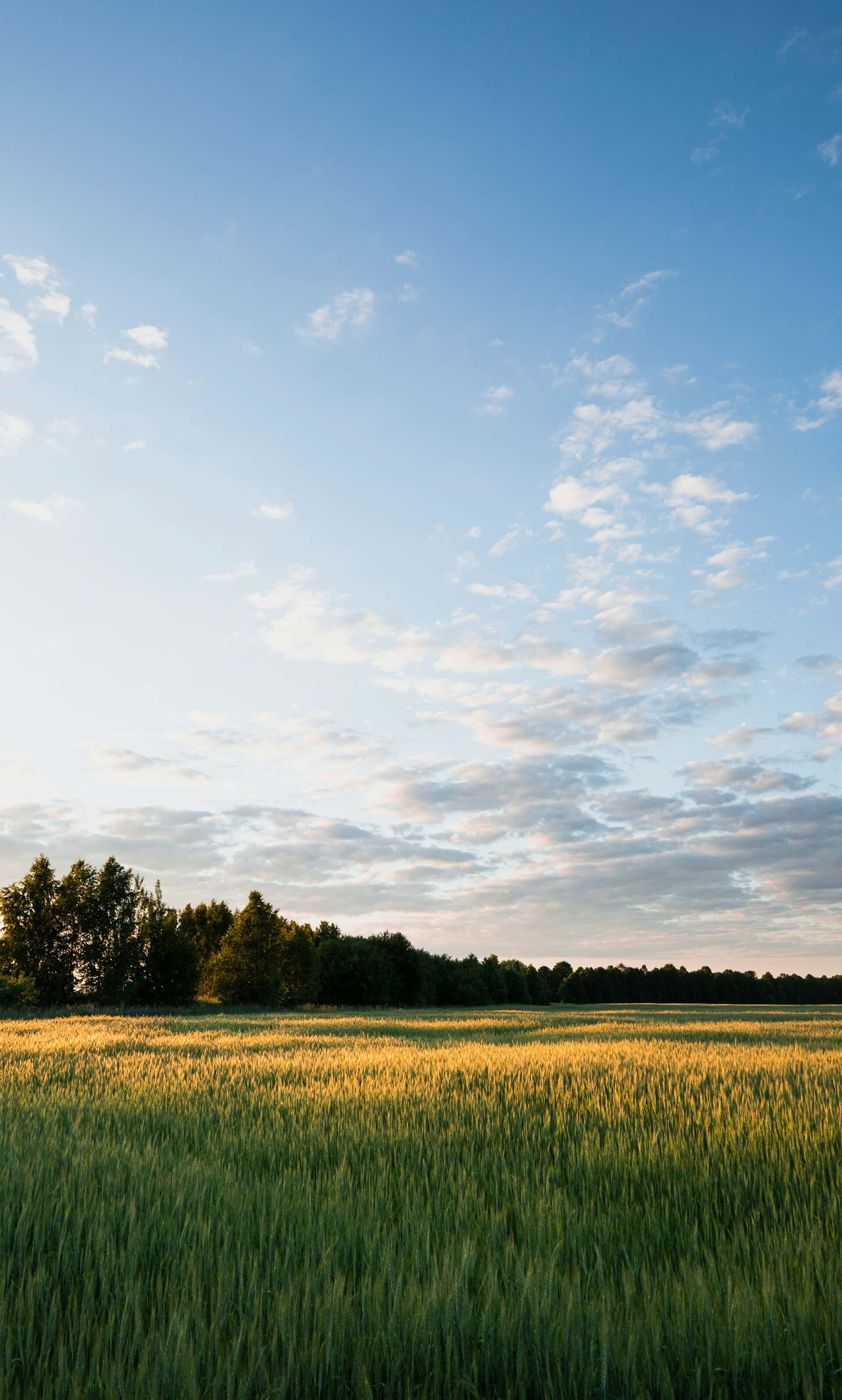 Peaceful landscape of a green wheat field at sunset, with golden light casting soft highlights across the tall grass. A row of trees lines the horizon beneath a sky scattered with light clouds, creating a serene rural scene.