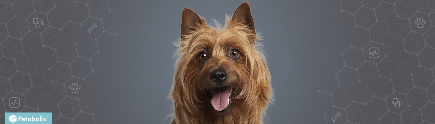 Australian Terrier image