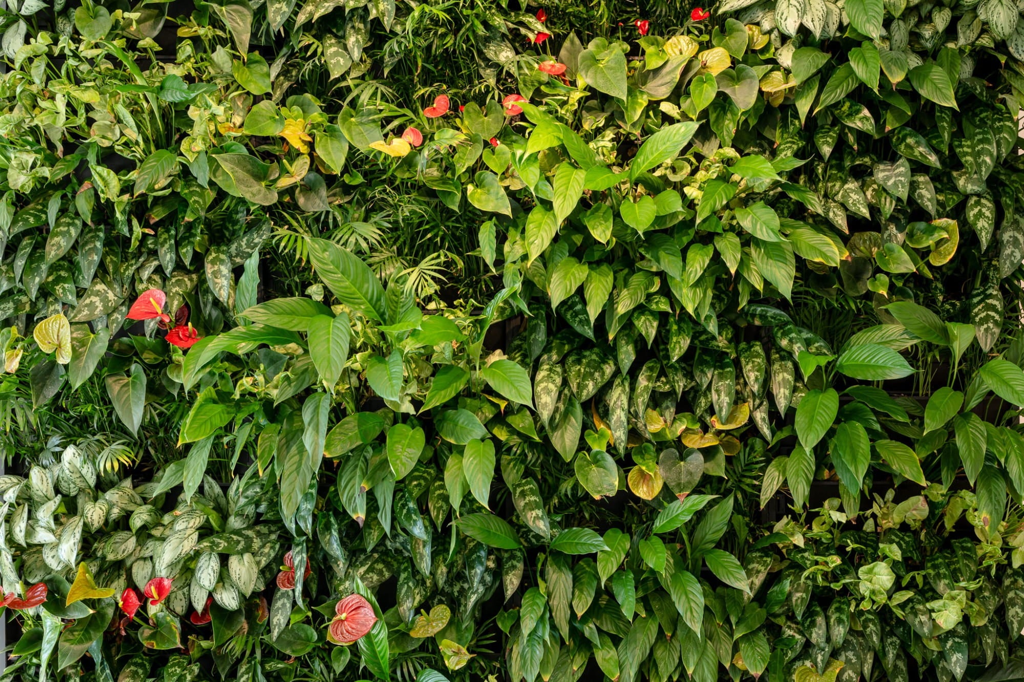 Two Living Walls for the Municipal Office in Trutnov