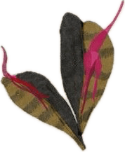 Decorative Graphic