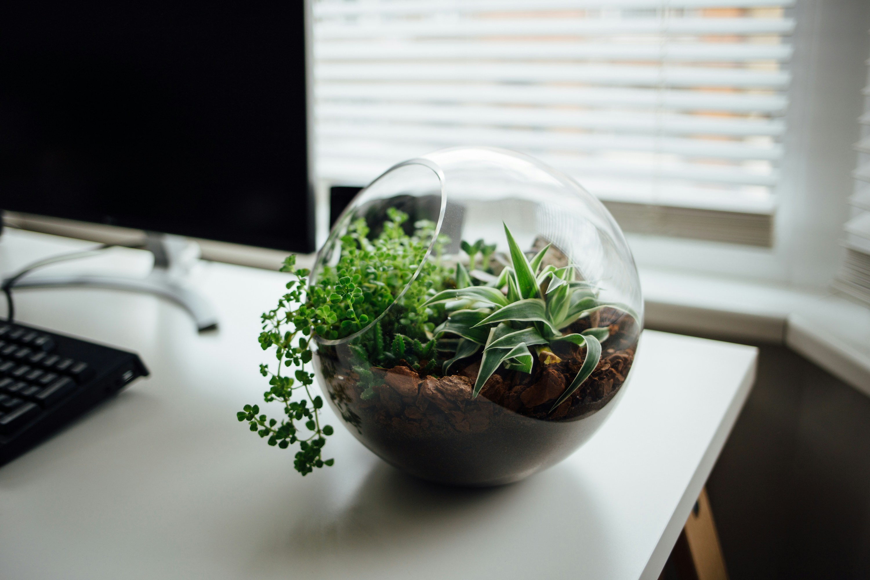 Aesthetic photo of a globe terrarium on a desk