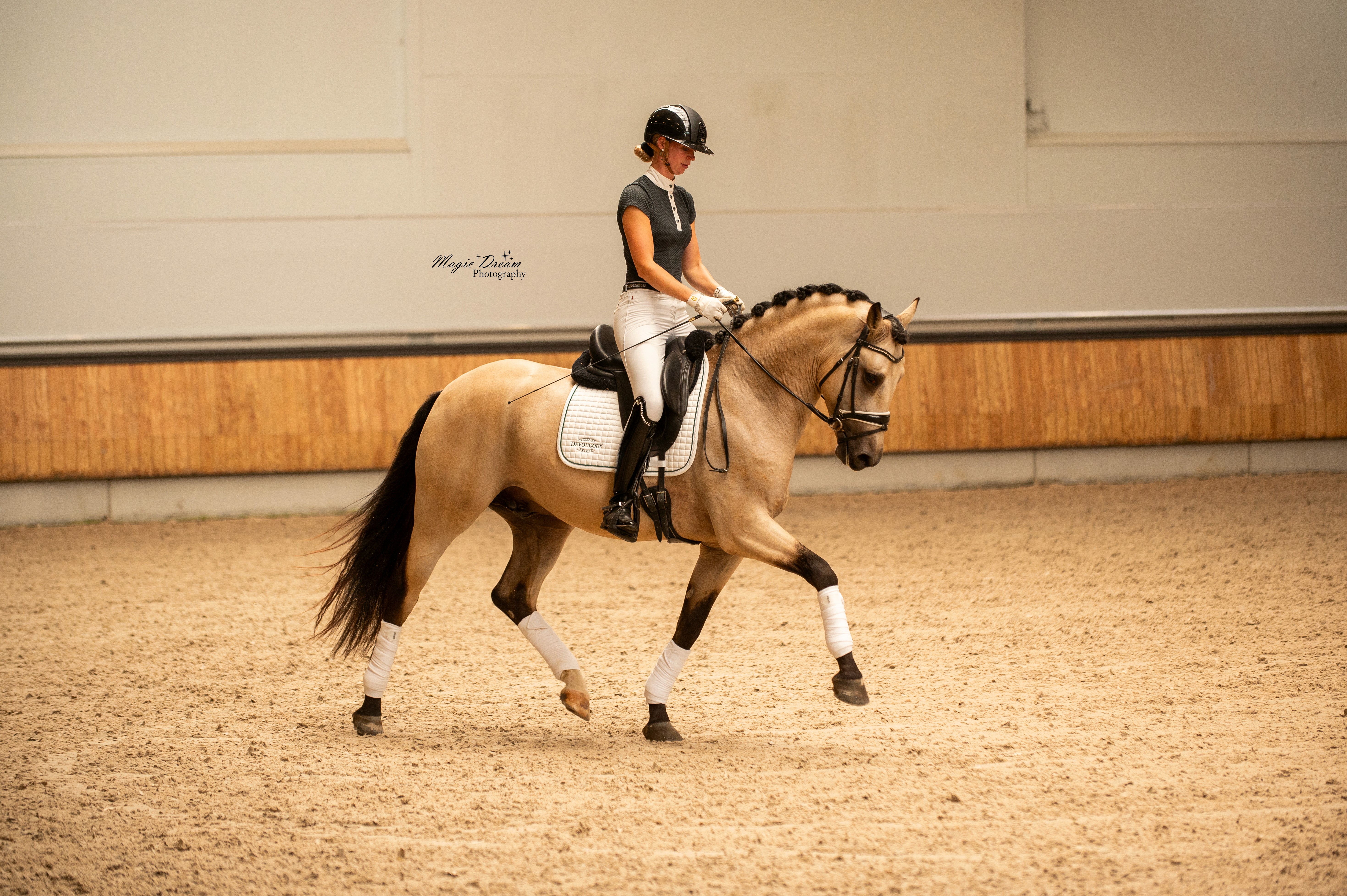 3 year old crossbred by Secret