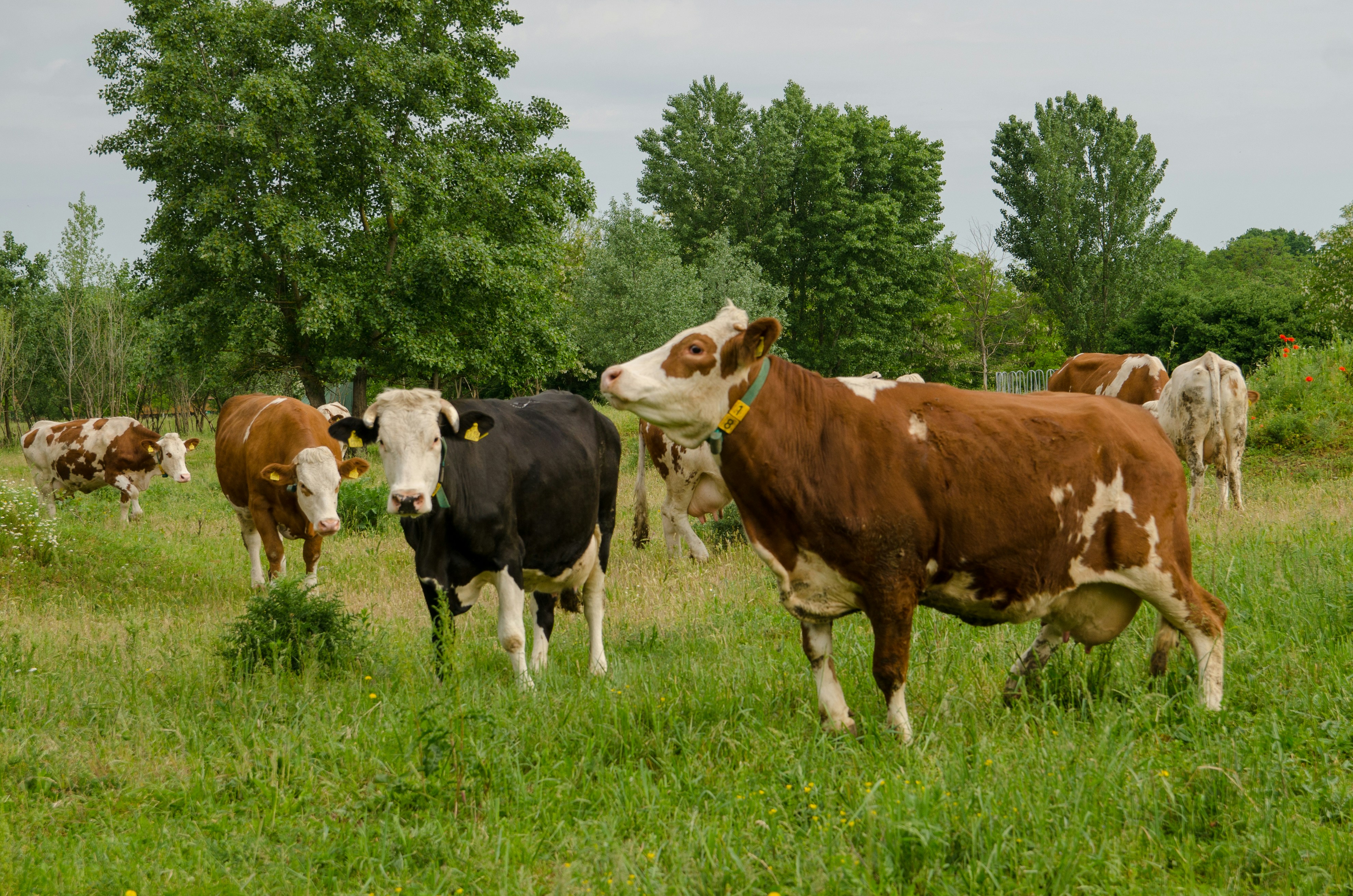 Brown and white cattle grazing in a green pasture
