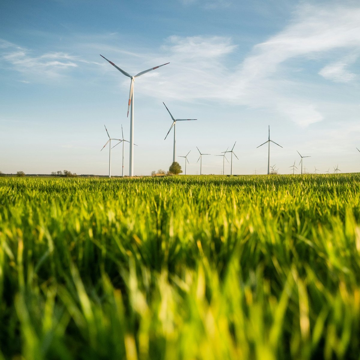 Wind turbines standing over a green wheat field