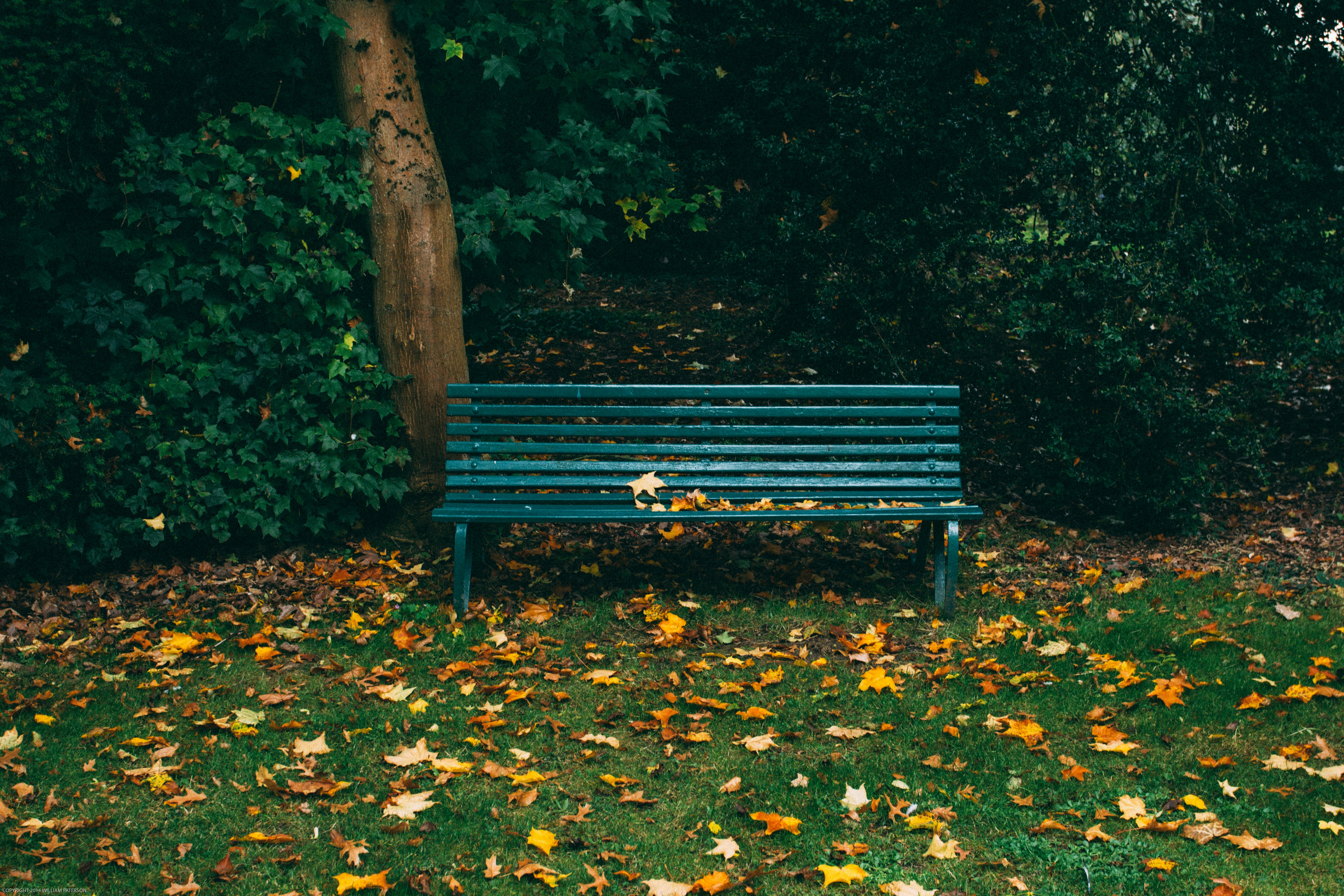 A shot of a bench in the park during the fall season.