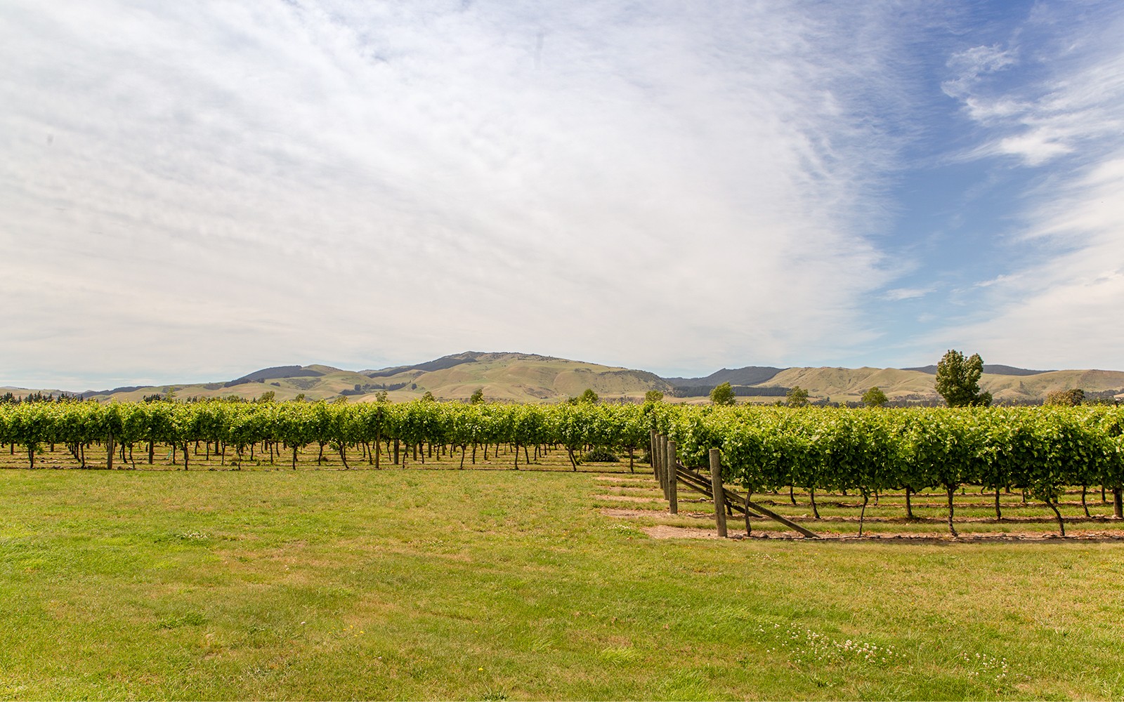 Reihen von Weinreben in einem Waipara-Weinberg mit Hügeln im Hintergrund, Neuseeland.