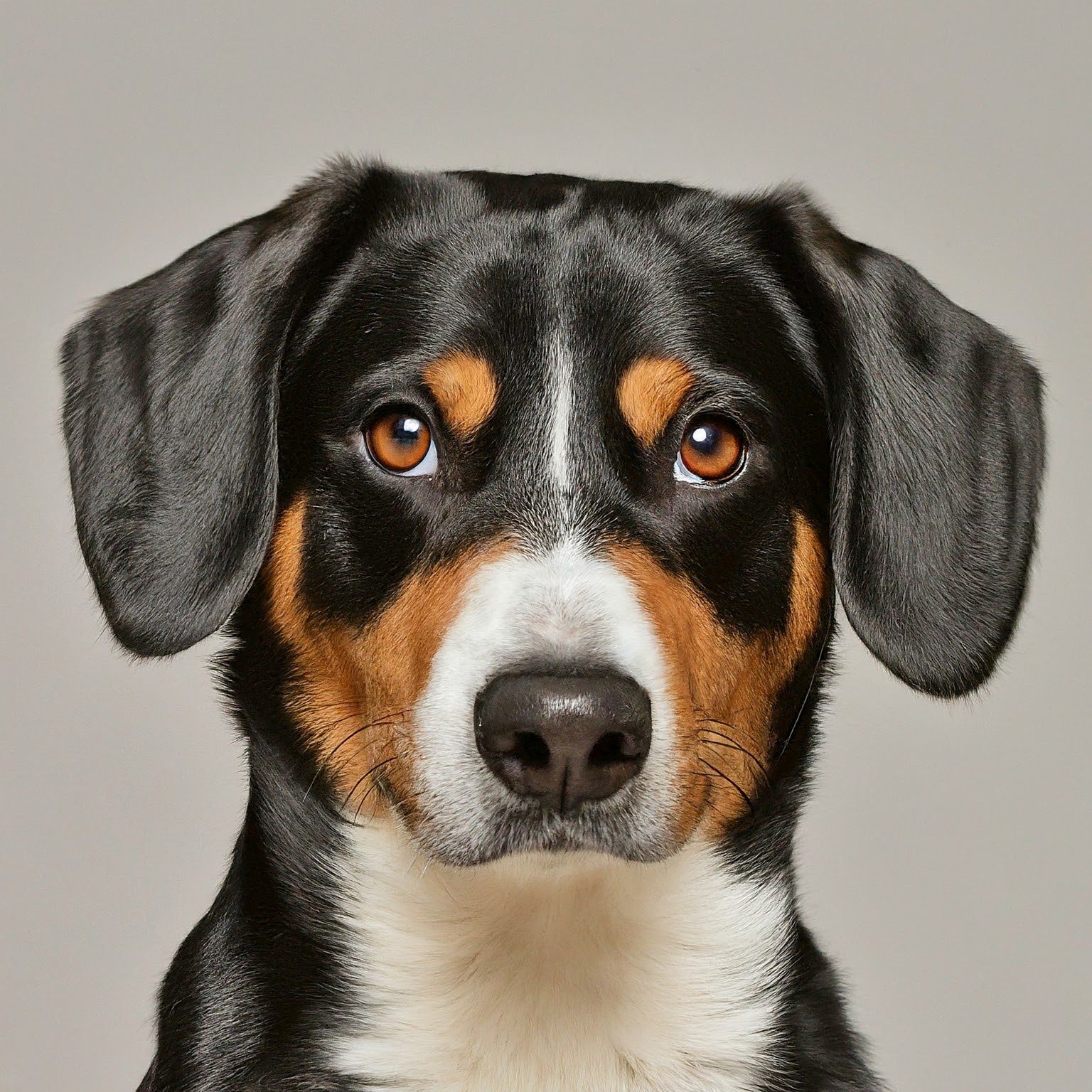 BUDDYUNO, Entlebucher Mountain Dog