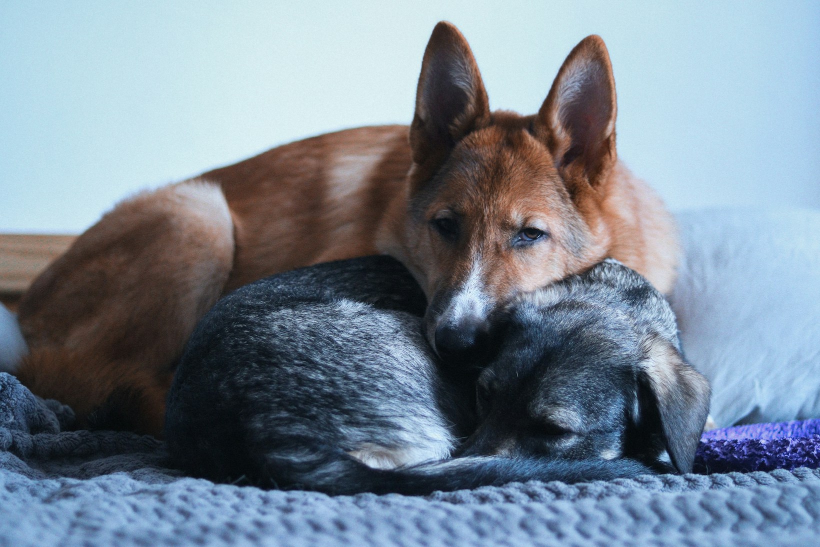Deux chiens, dont un berger, couchés côte à côte sur une couverture