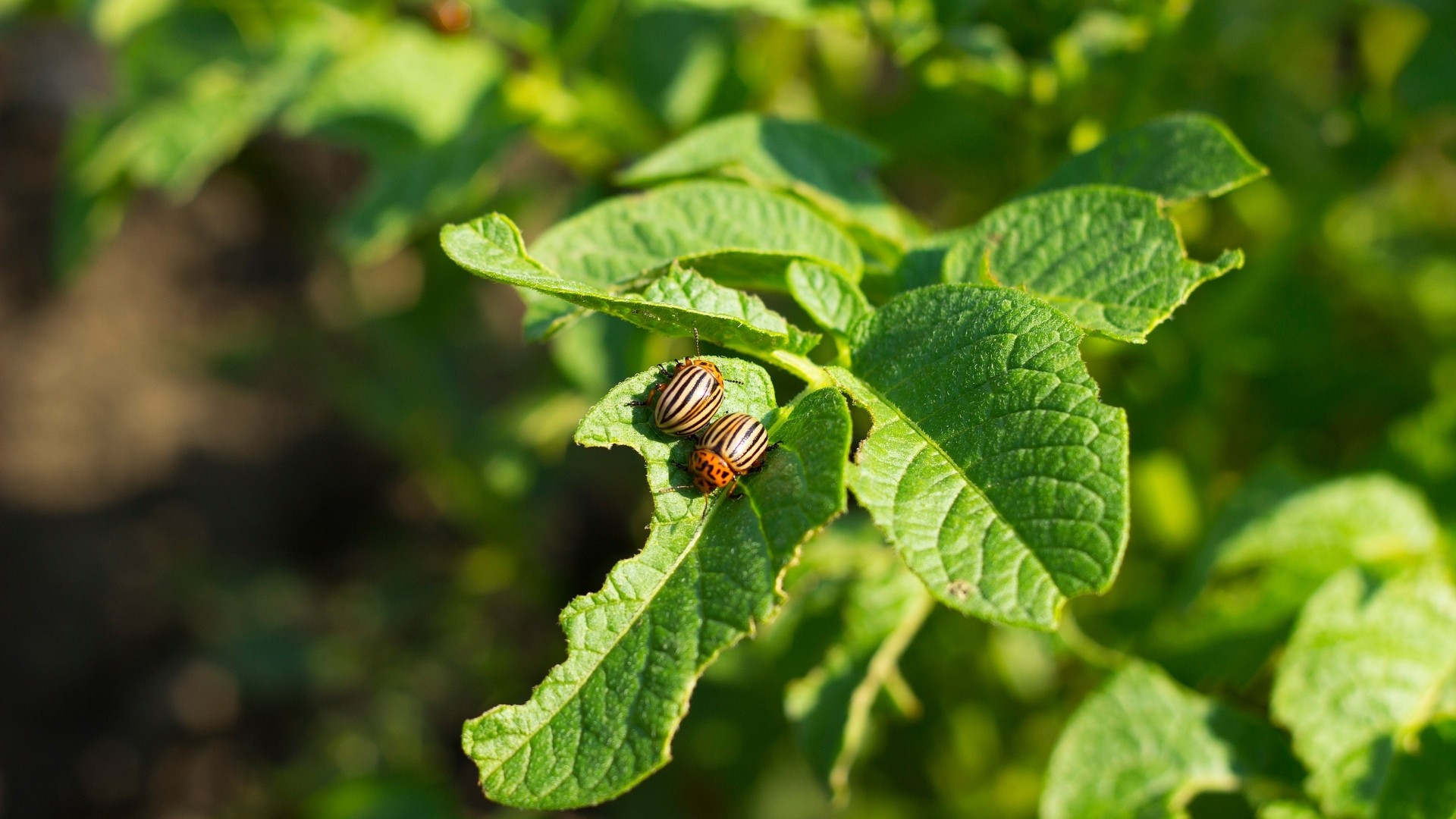 What Are the Most Common Pests Affecting Medicinal Plants?
