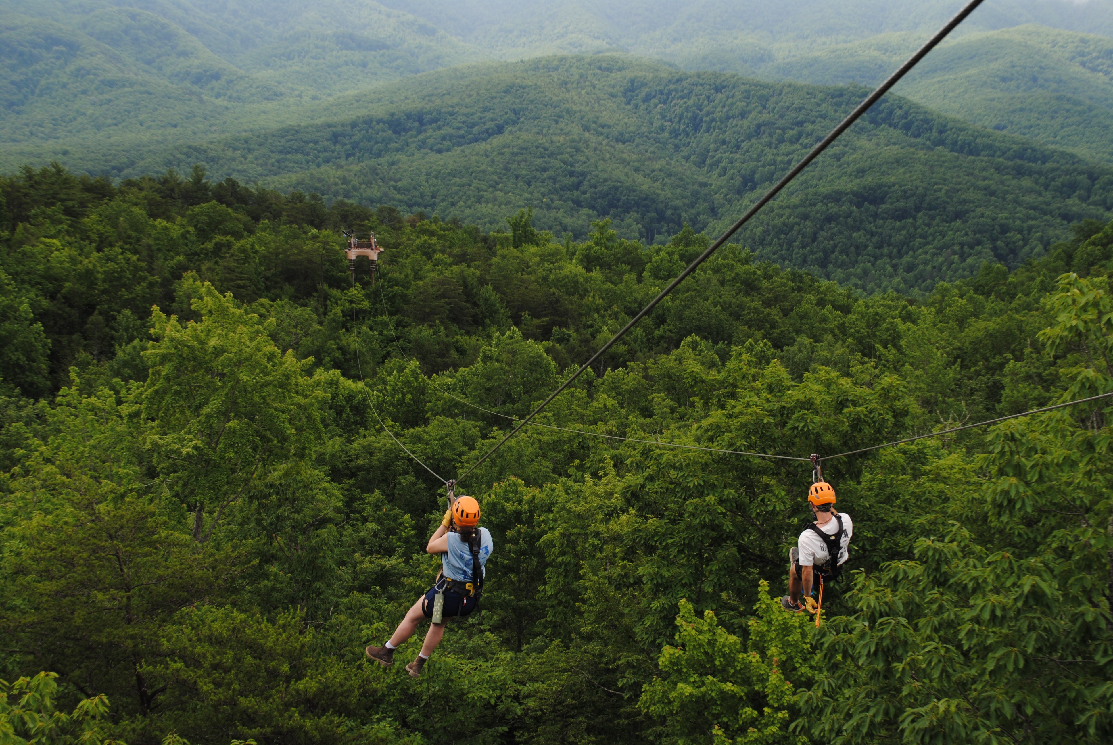 How to Safely See Black Bears in the Smoky Mountains