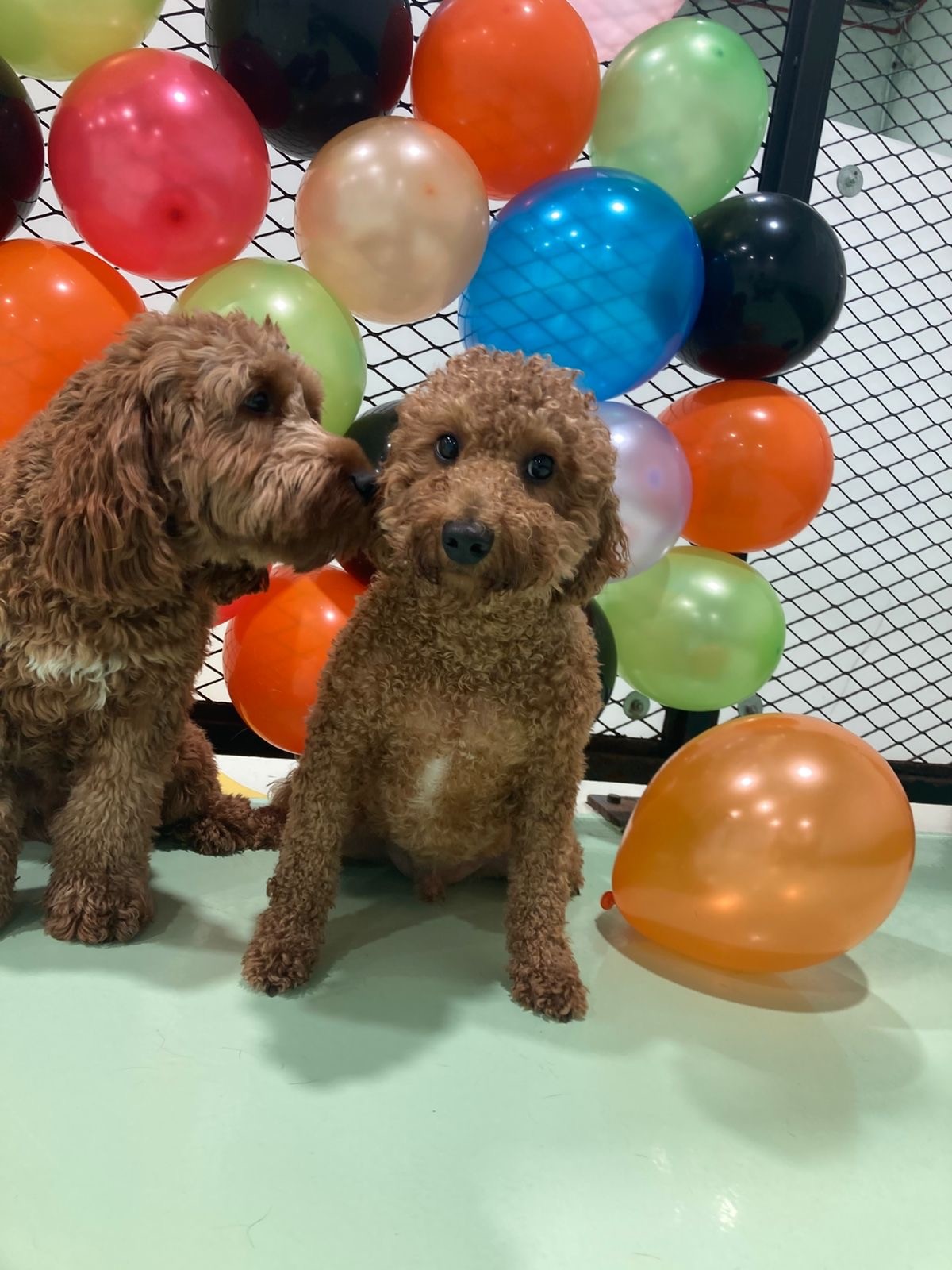 Ollie at TBL pet care facility in Al Quoz