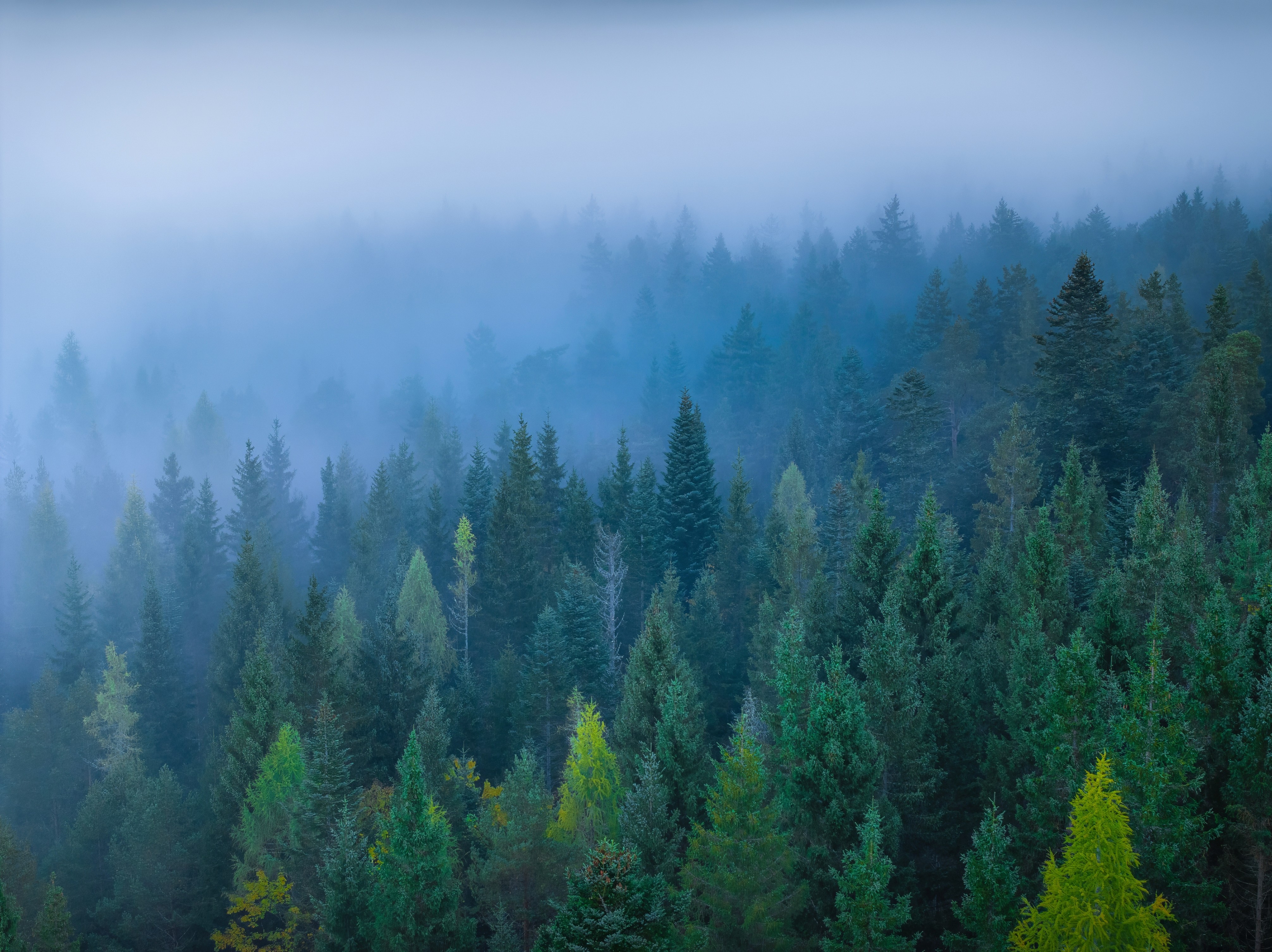 mystische stimmung wald