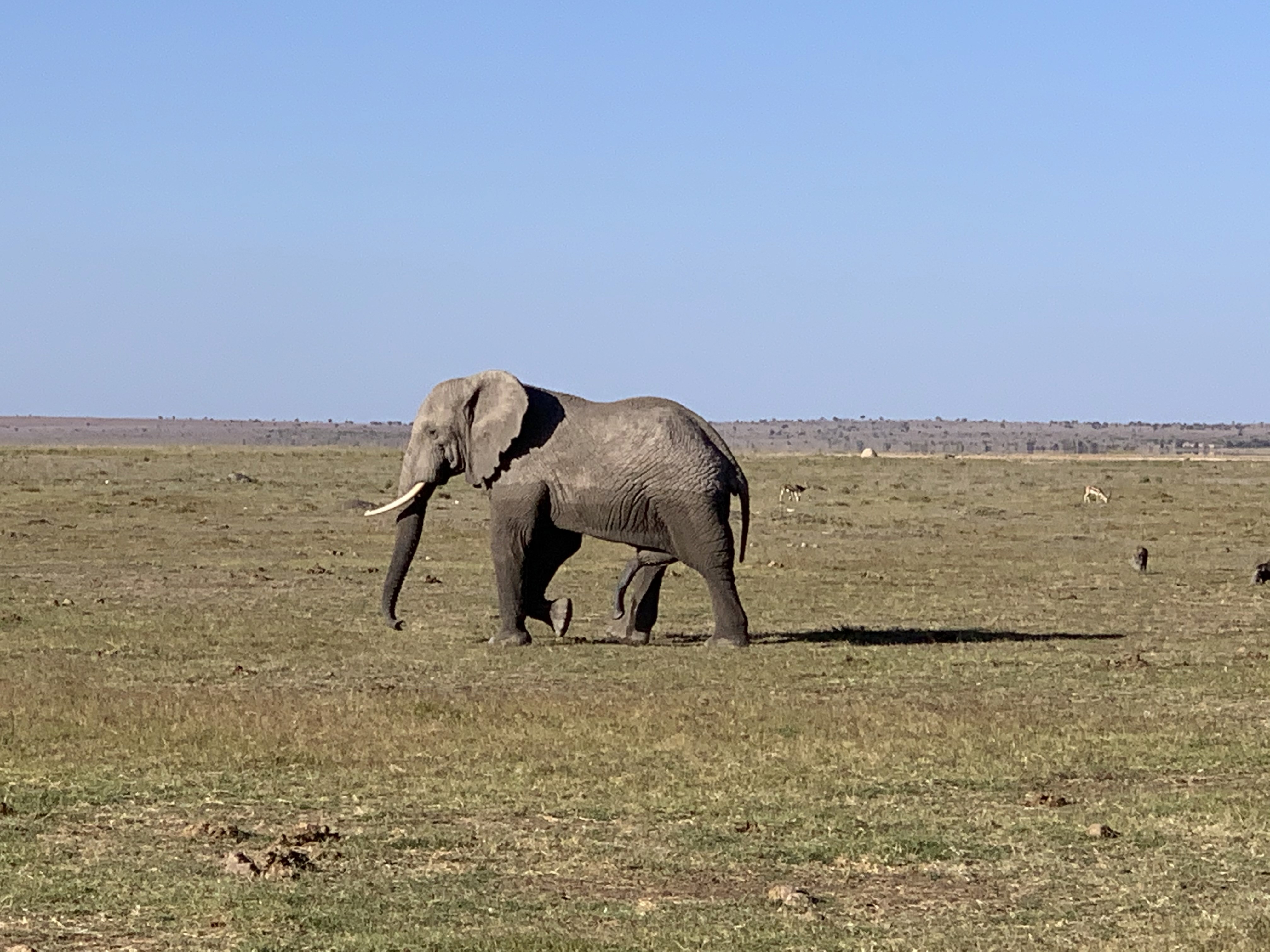 elephant at Amboseli