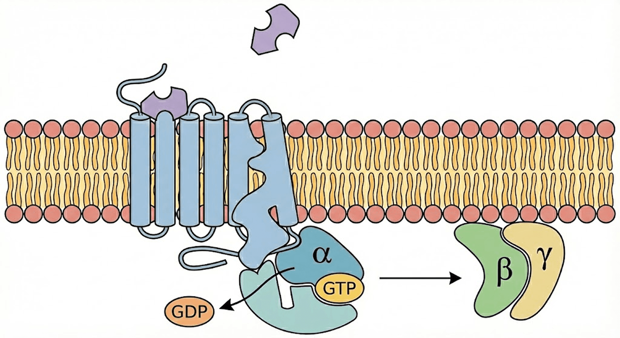 GPCR Protein Activity Diagram