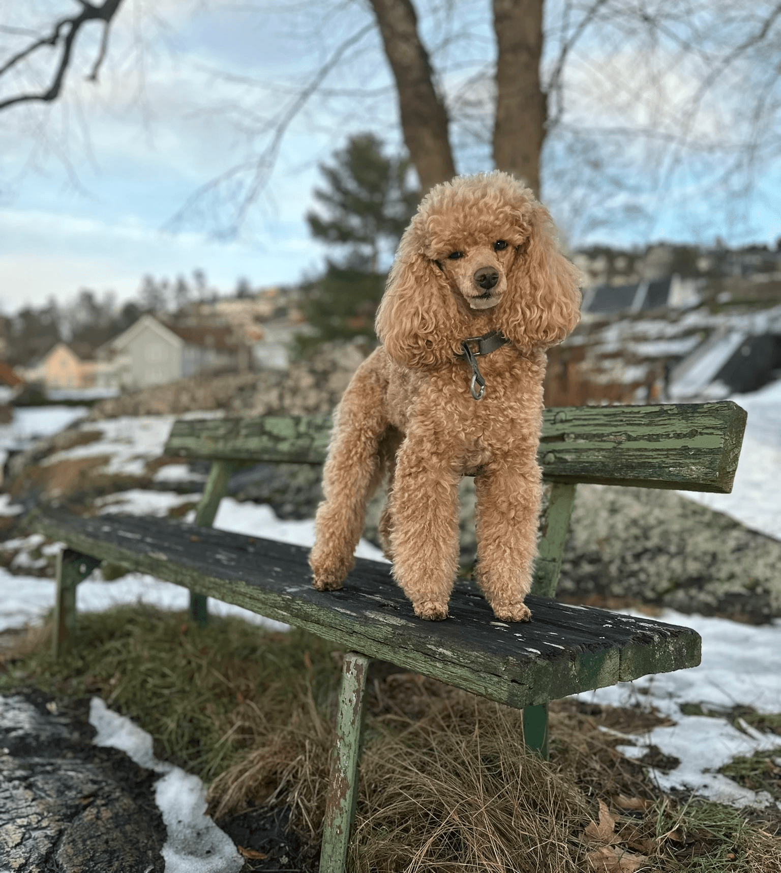 Dog photo