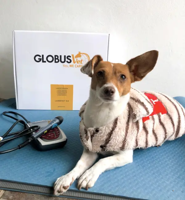 A jack russel terrier wearing a winter jacket and sitting on a yoga mat next to a laser globus 3W, a white box with the brand name in the background