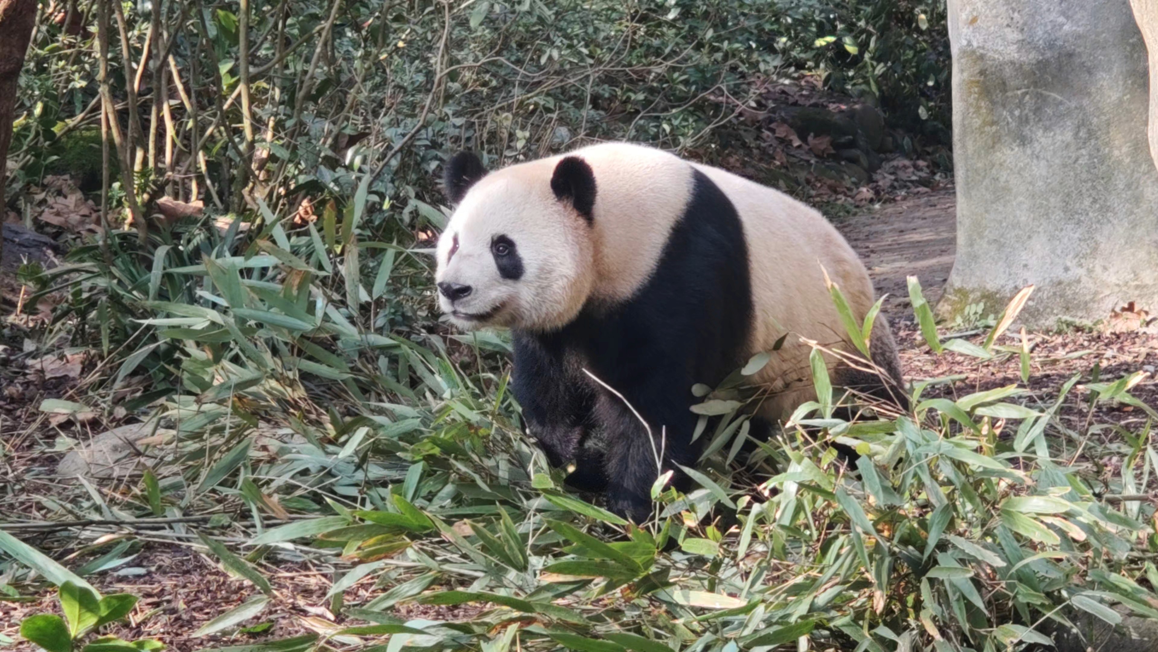 how-many-days-in-chengdu