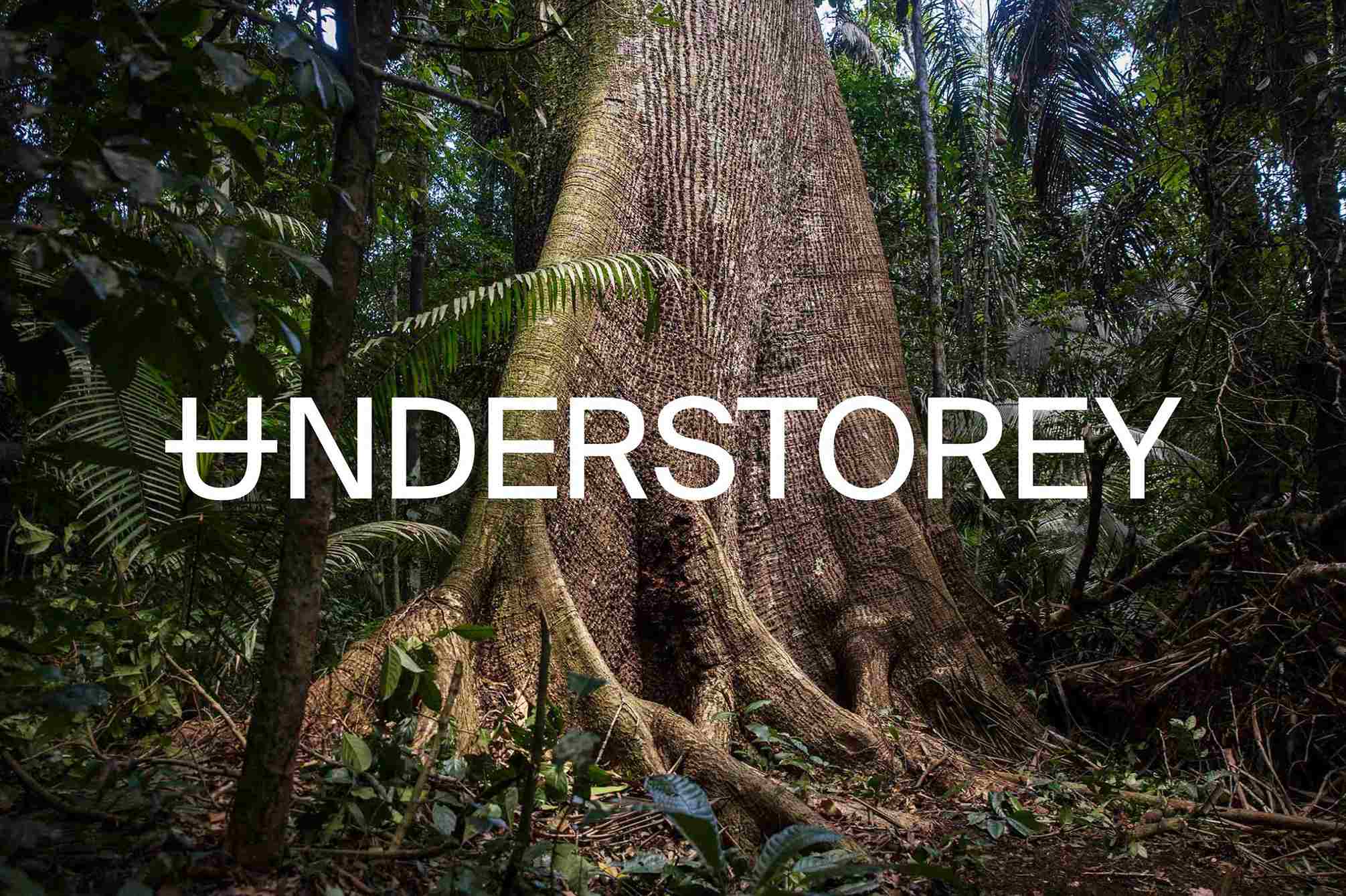 Understorey environmental branding: Close-up of a massive ancient tree trunk in a dense, mossy rainforest.