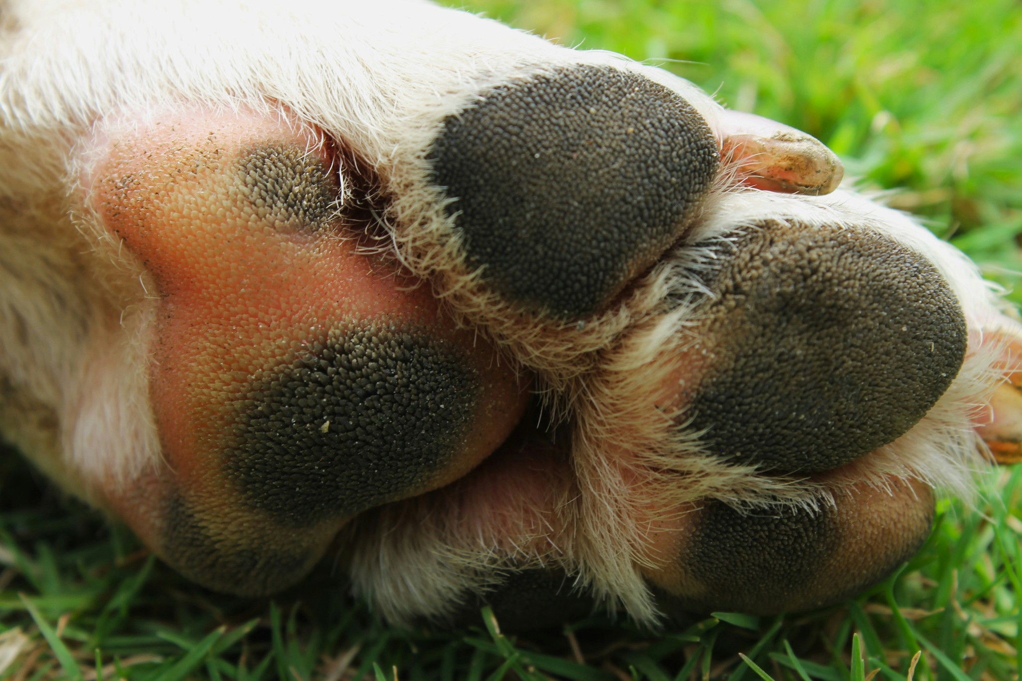 Dog paw