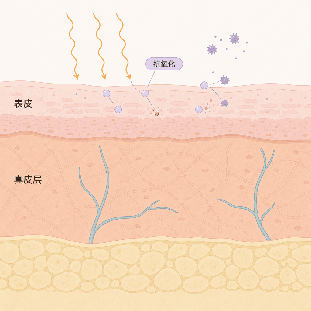 表皮、真皮与抗氧化成分减轻紫外线刺激的过程