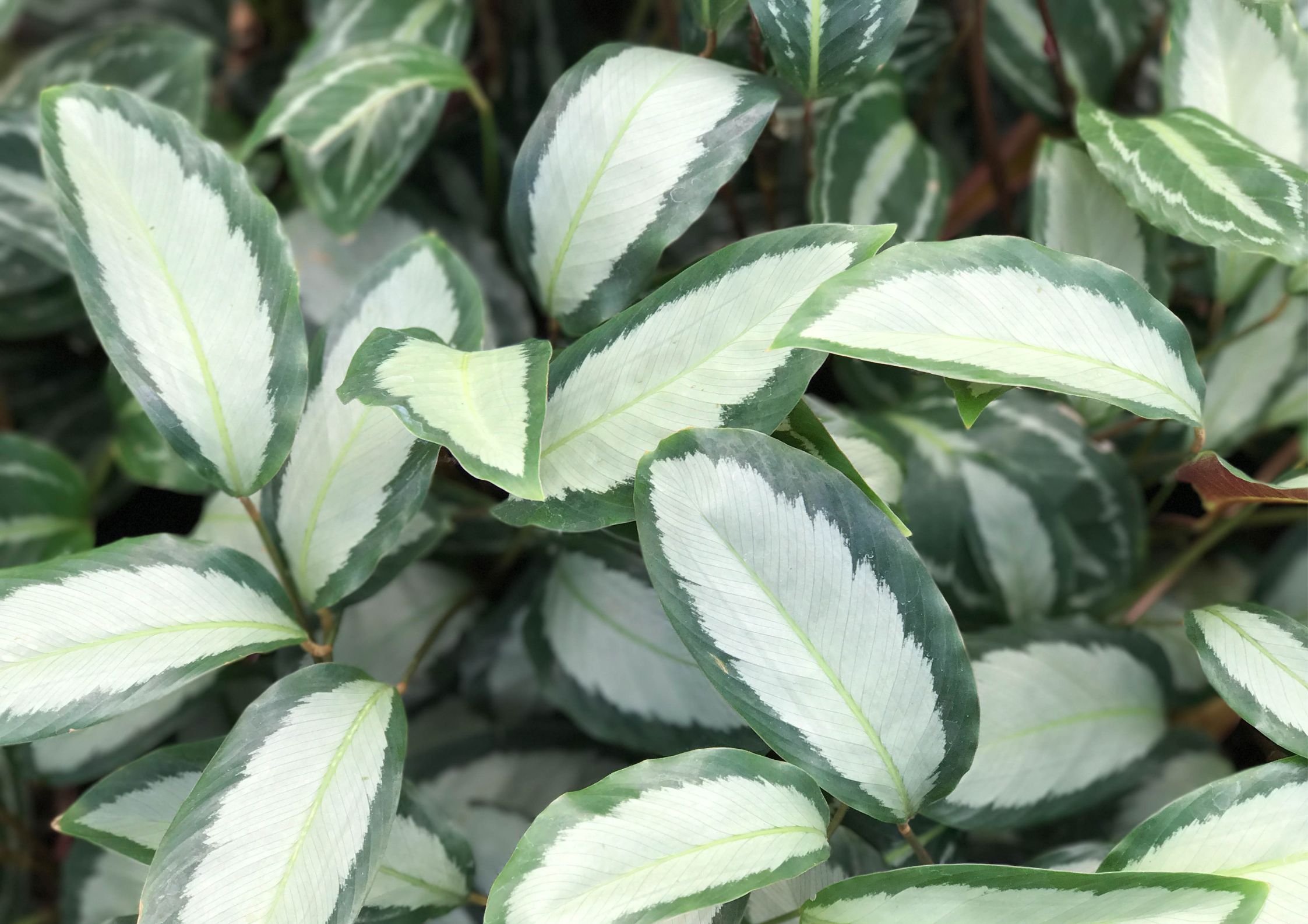 Indoor calathea varieties