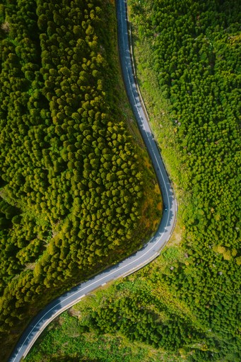 a winding road in the middle of a lush green forest