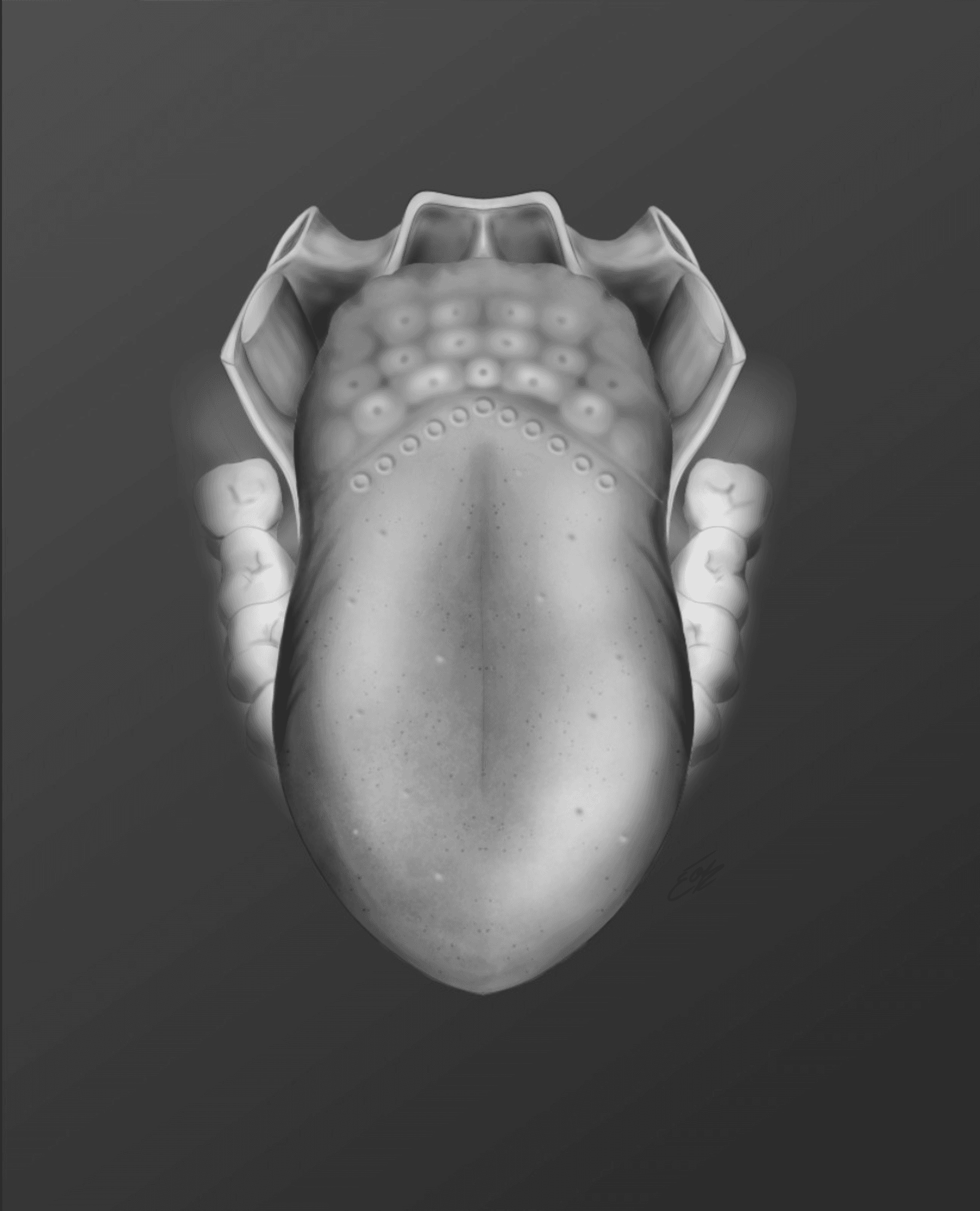 Illustration scientifique de la langue en noir et blanc par l'illustratrice scientifique Élodie Ouellet-Belleau.