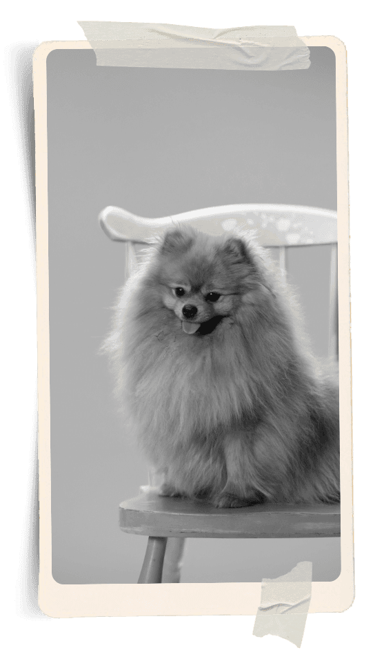 Pomeranian dog — companion to Christoffel web designer, based in the Northern Cape, South Africa