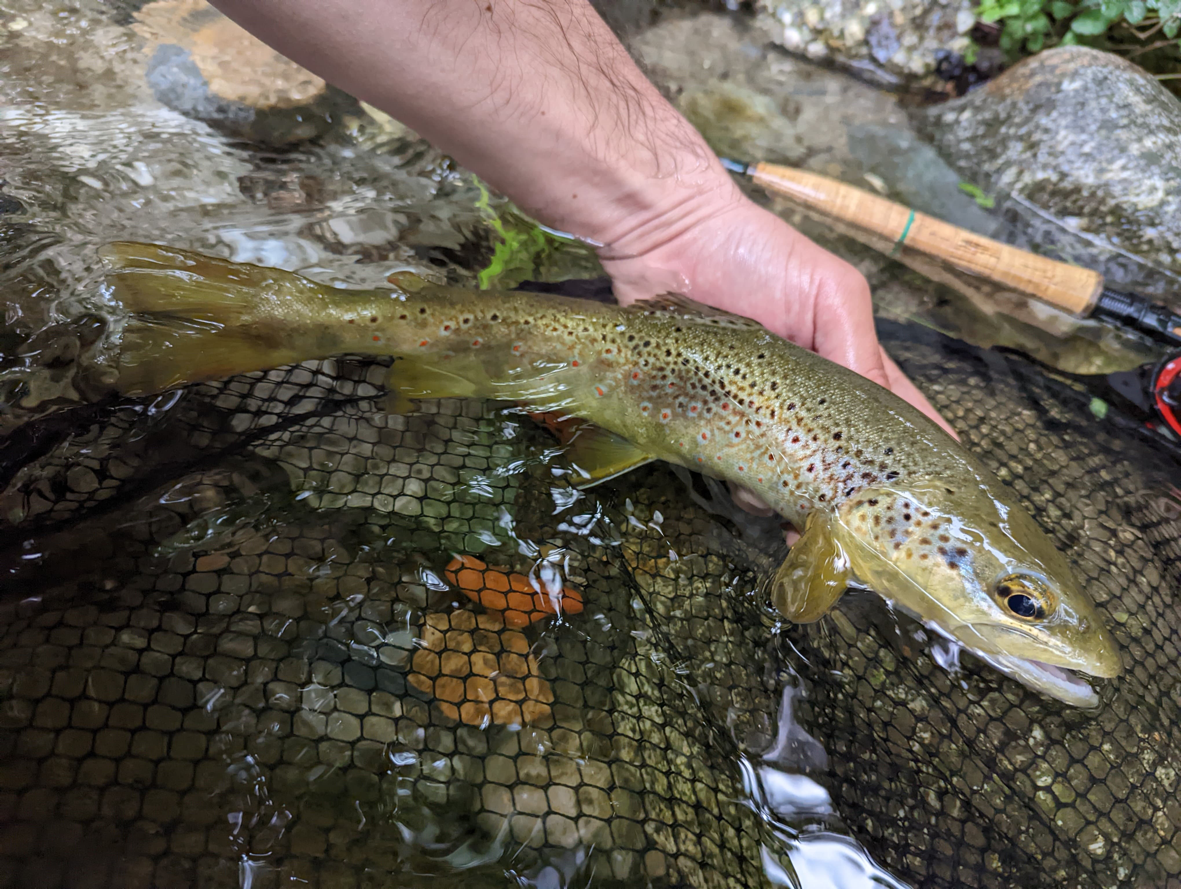 Ariège trophy trout: a close-up of a large brown trout caught fly fishing in the Pyrenees.