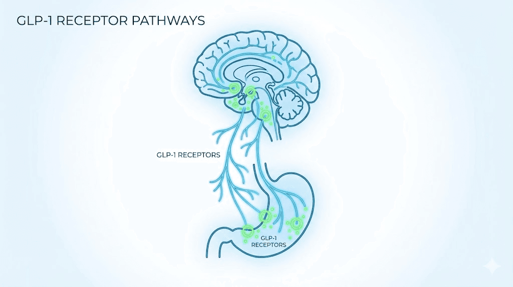 How semaglutide affects GLP-1 receptors in the brain and stomach during the first week
