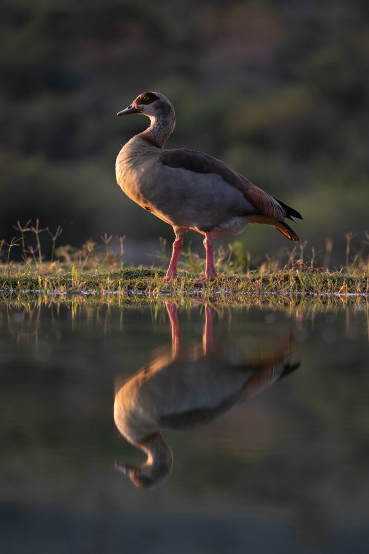 Kambaku River Lodge May 2023 Trip Report