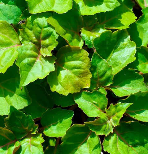 Chypre verde